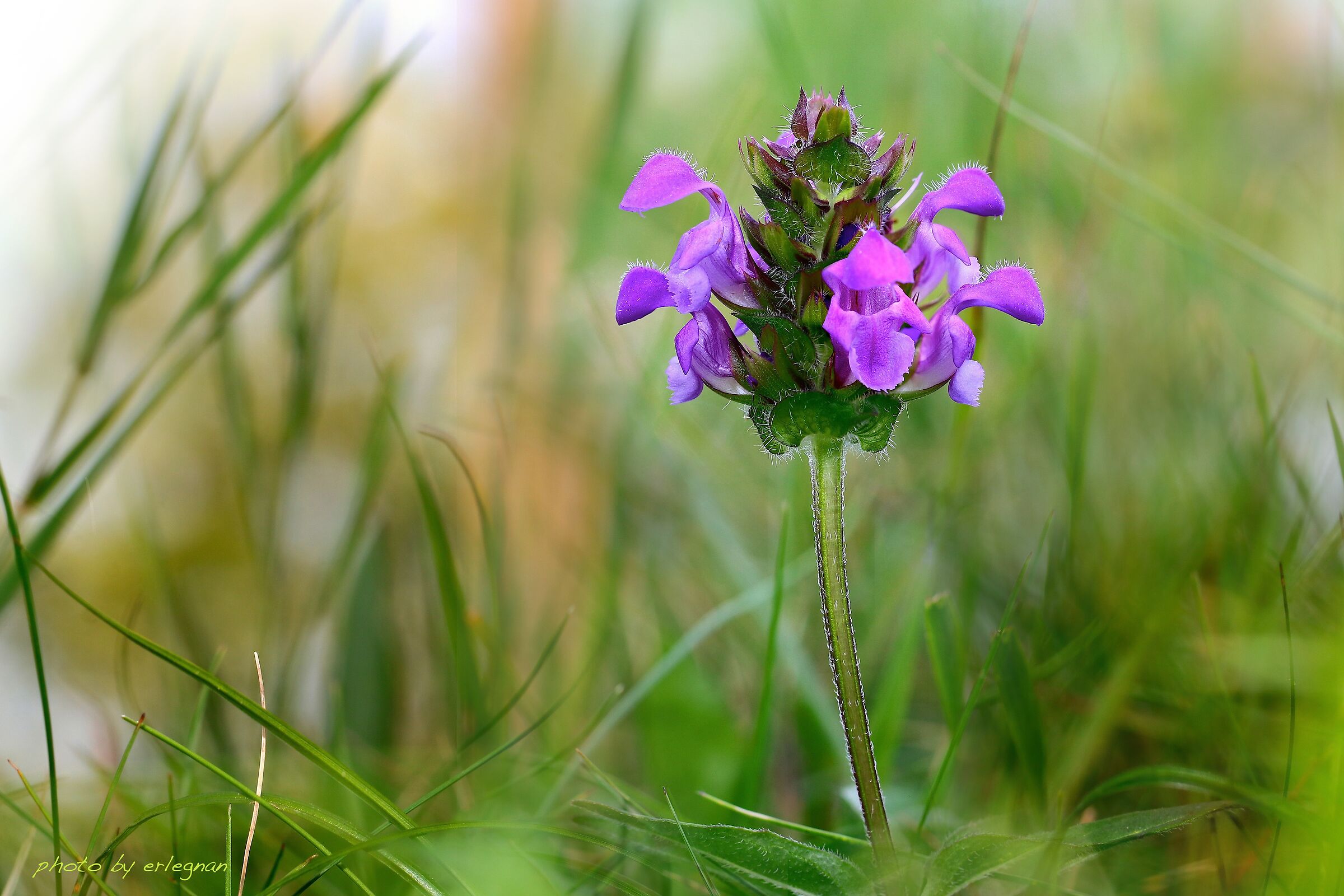 Prunella Vulgaris