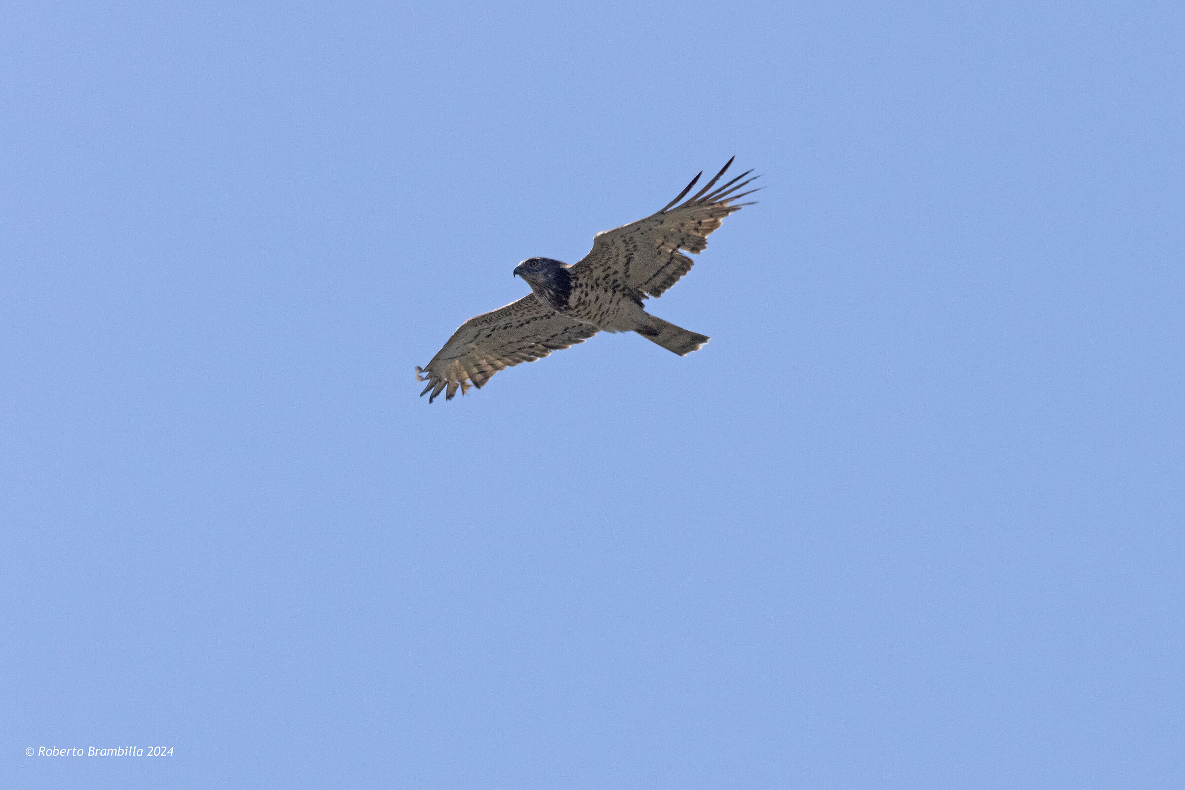 Harrier eagle