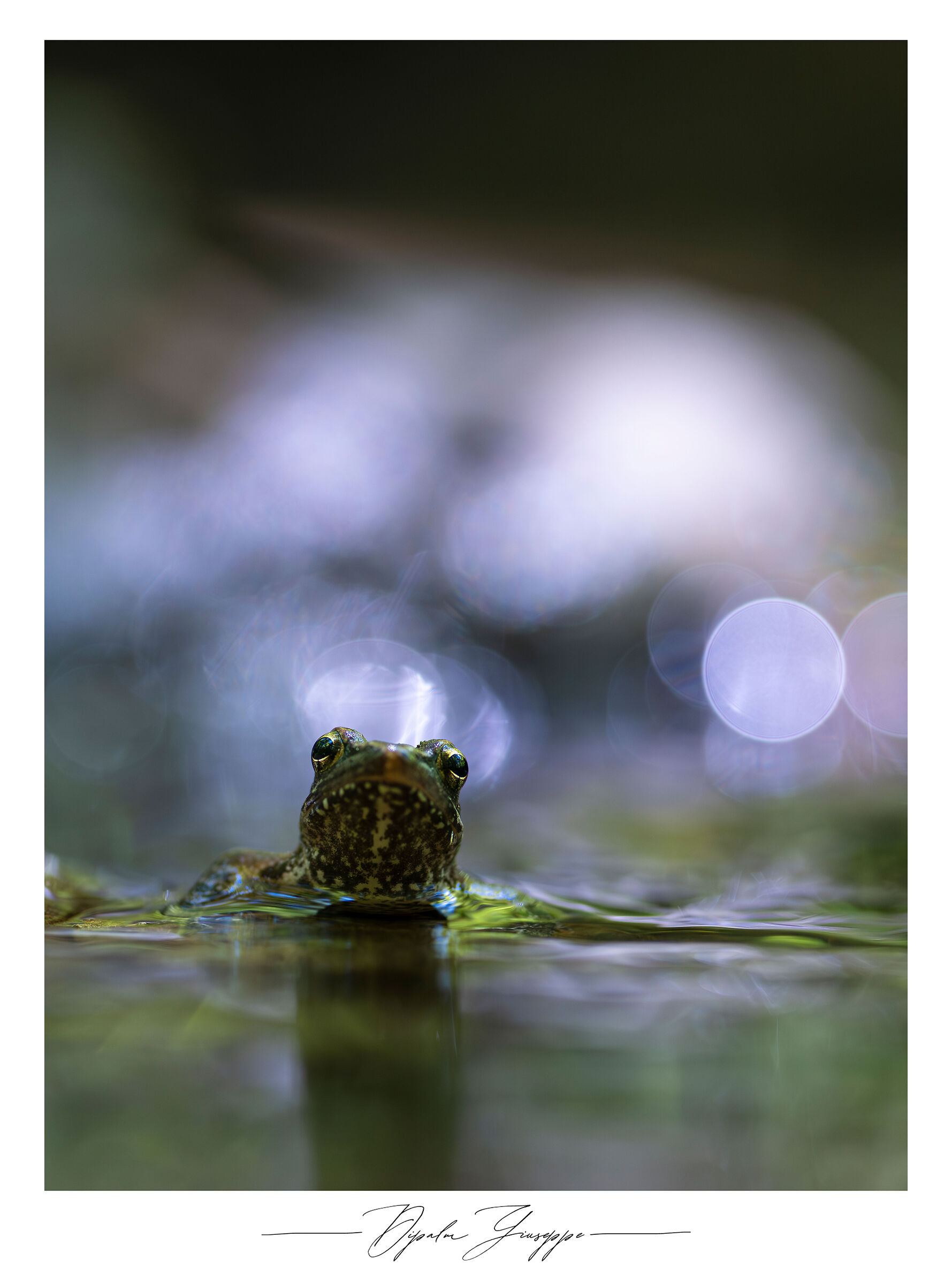 Italian frog