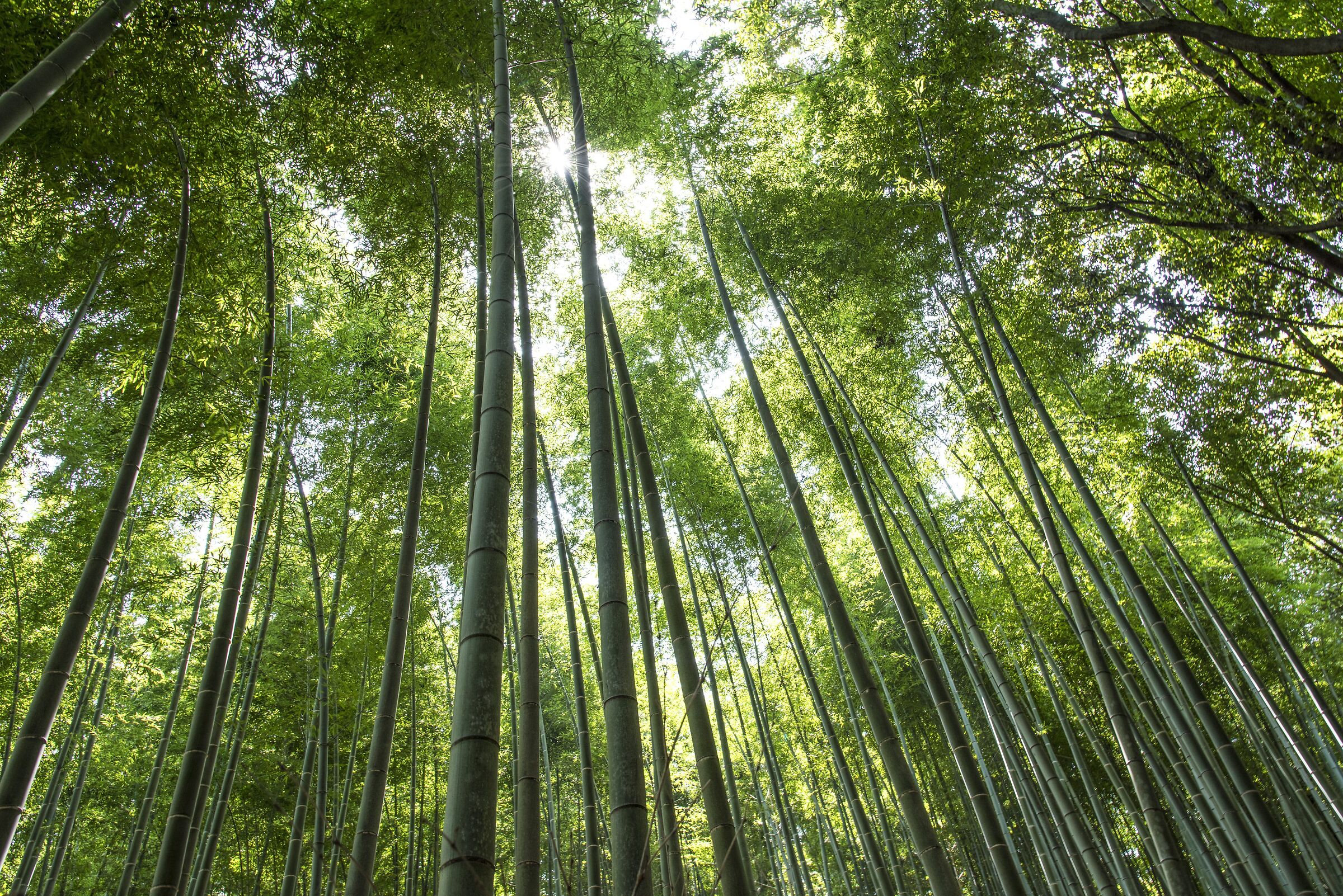 Arashiyama Bamboo Forest
