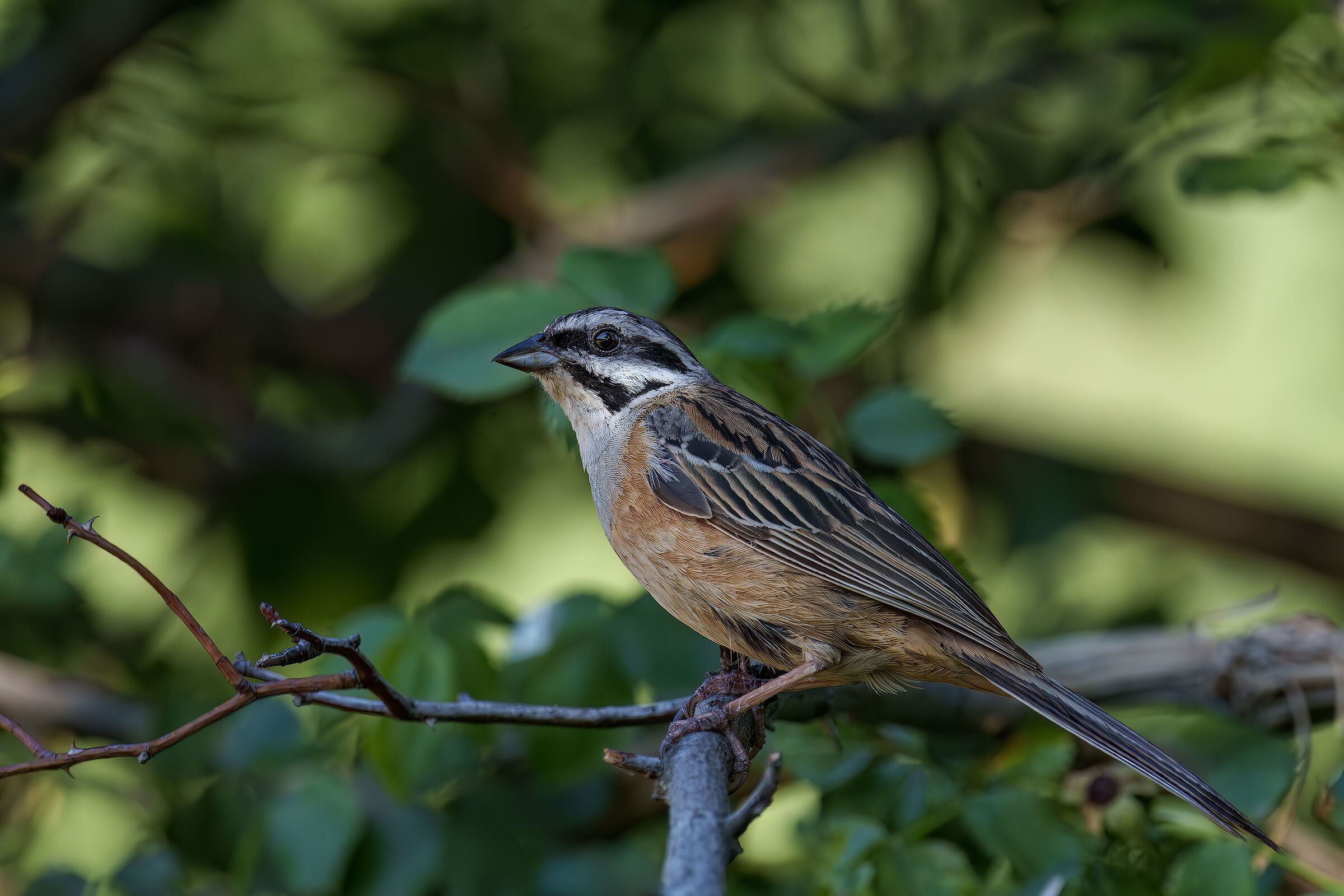Muciatto Bunting