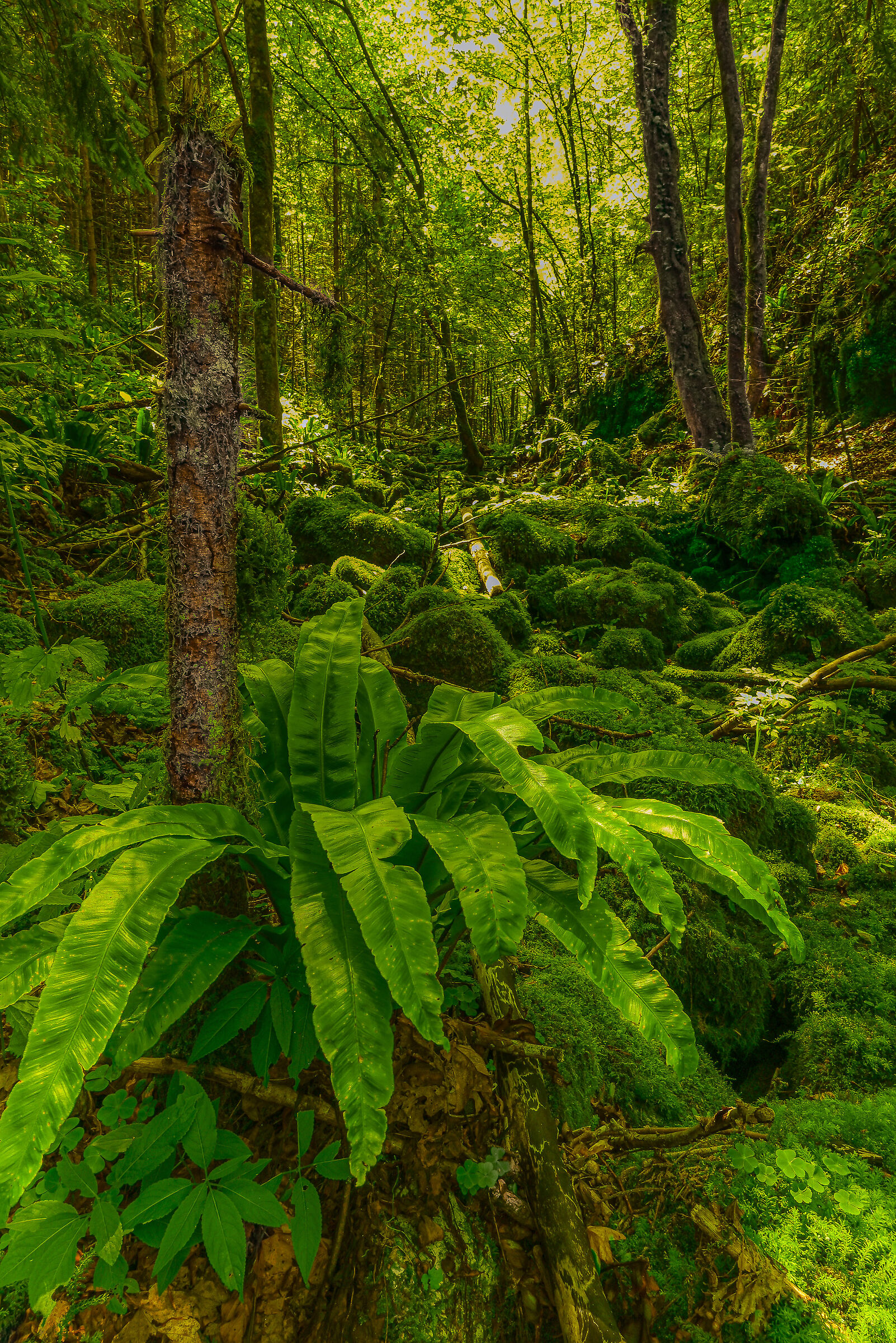 I mutter among the stones. Wild stream