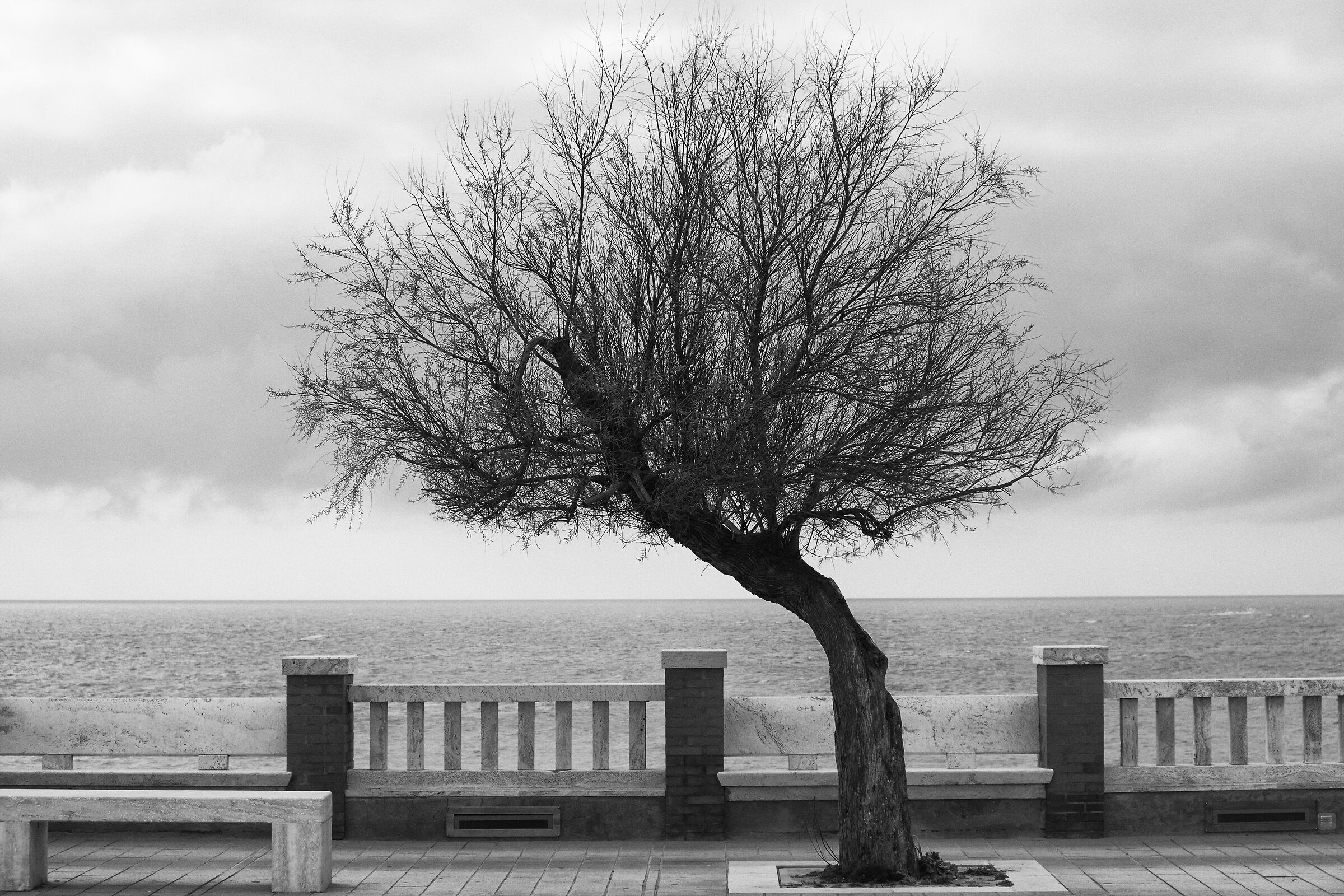 Landscape with tamarisk