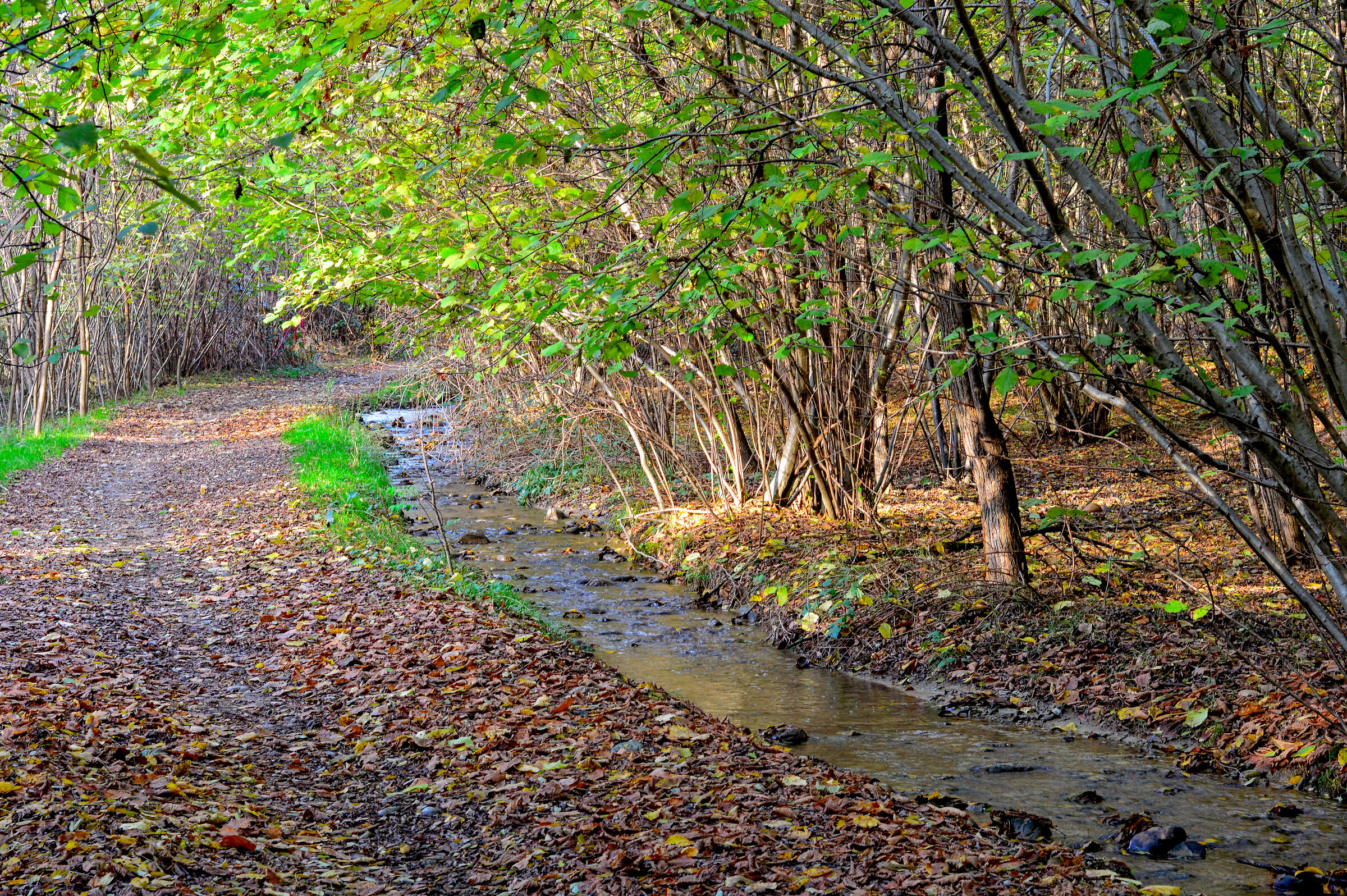 Playing with the colors of late summer