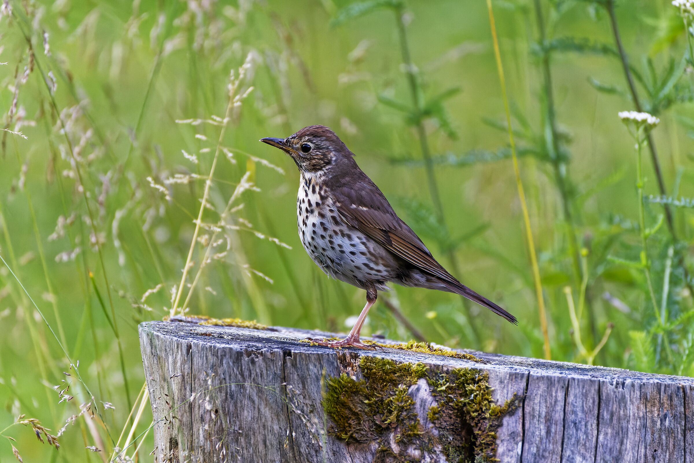 Thrush