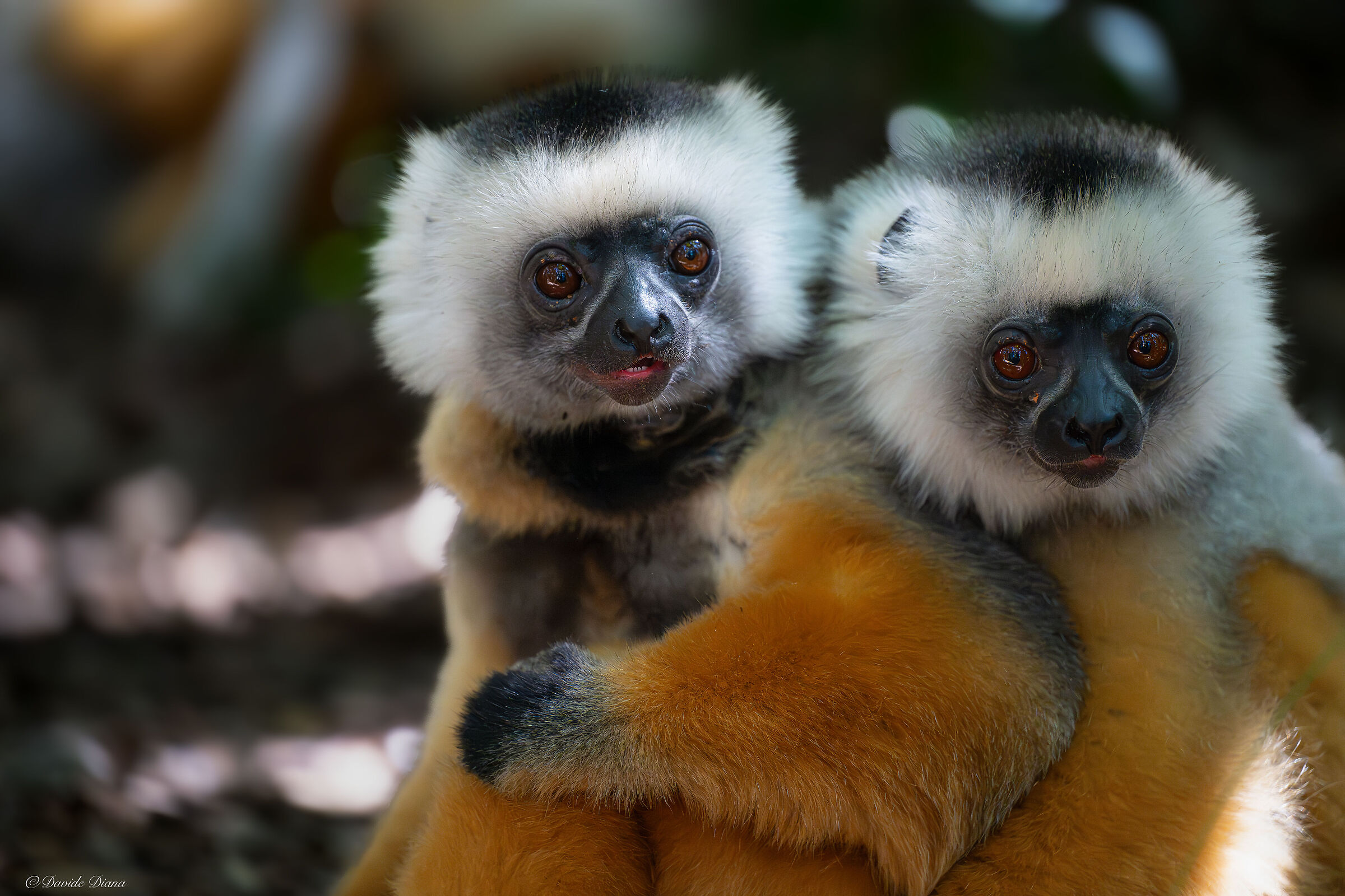 Lemurs _Madacascar