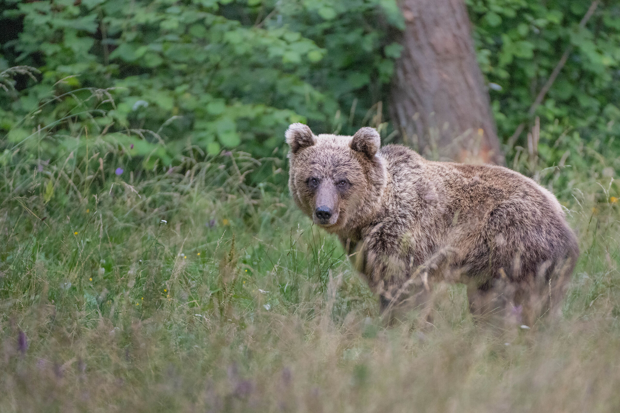 Young brown bear - Slovenia