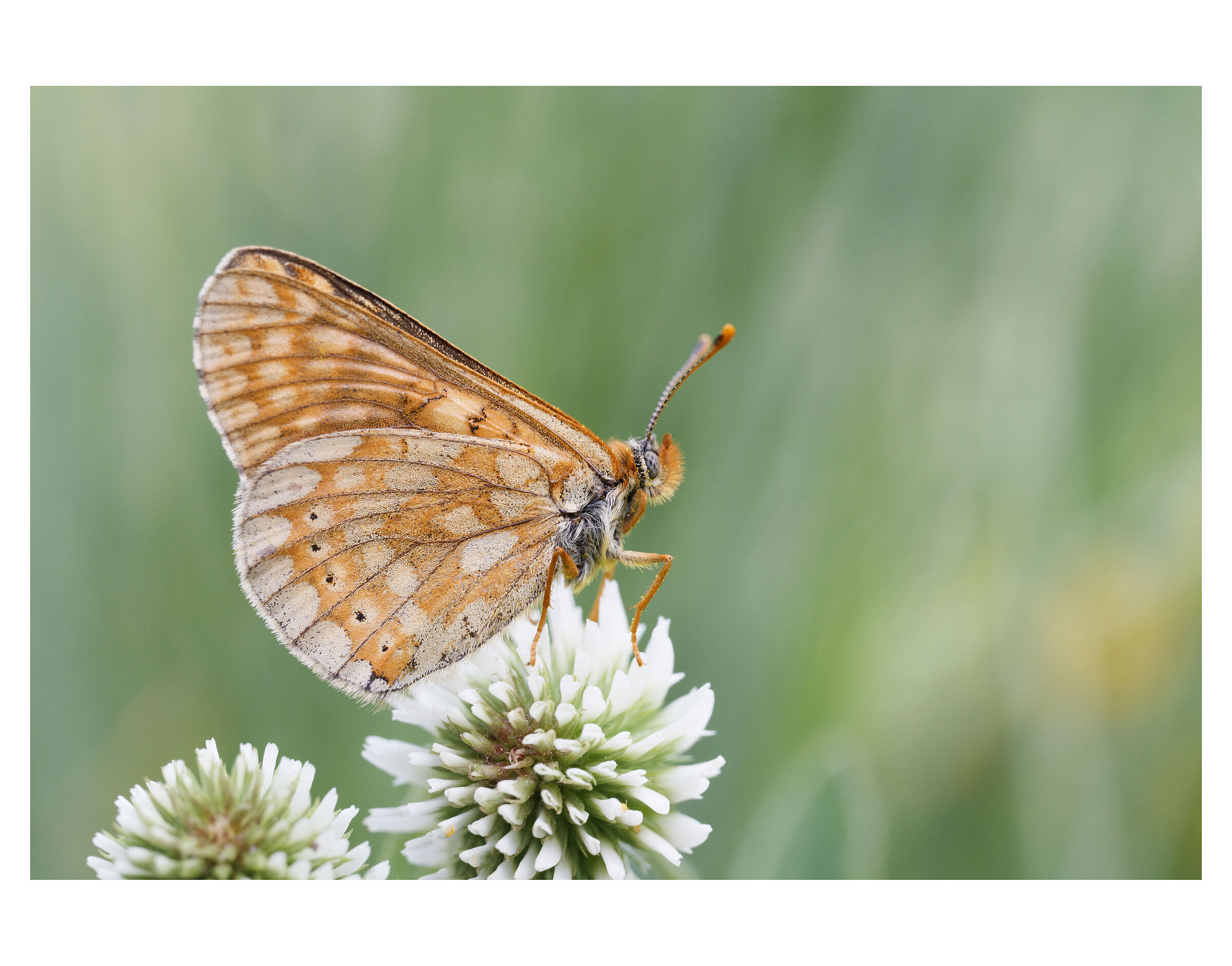 Euphydryas 1