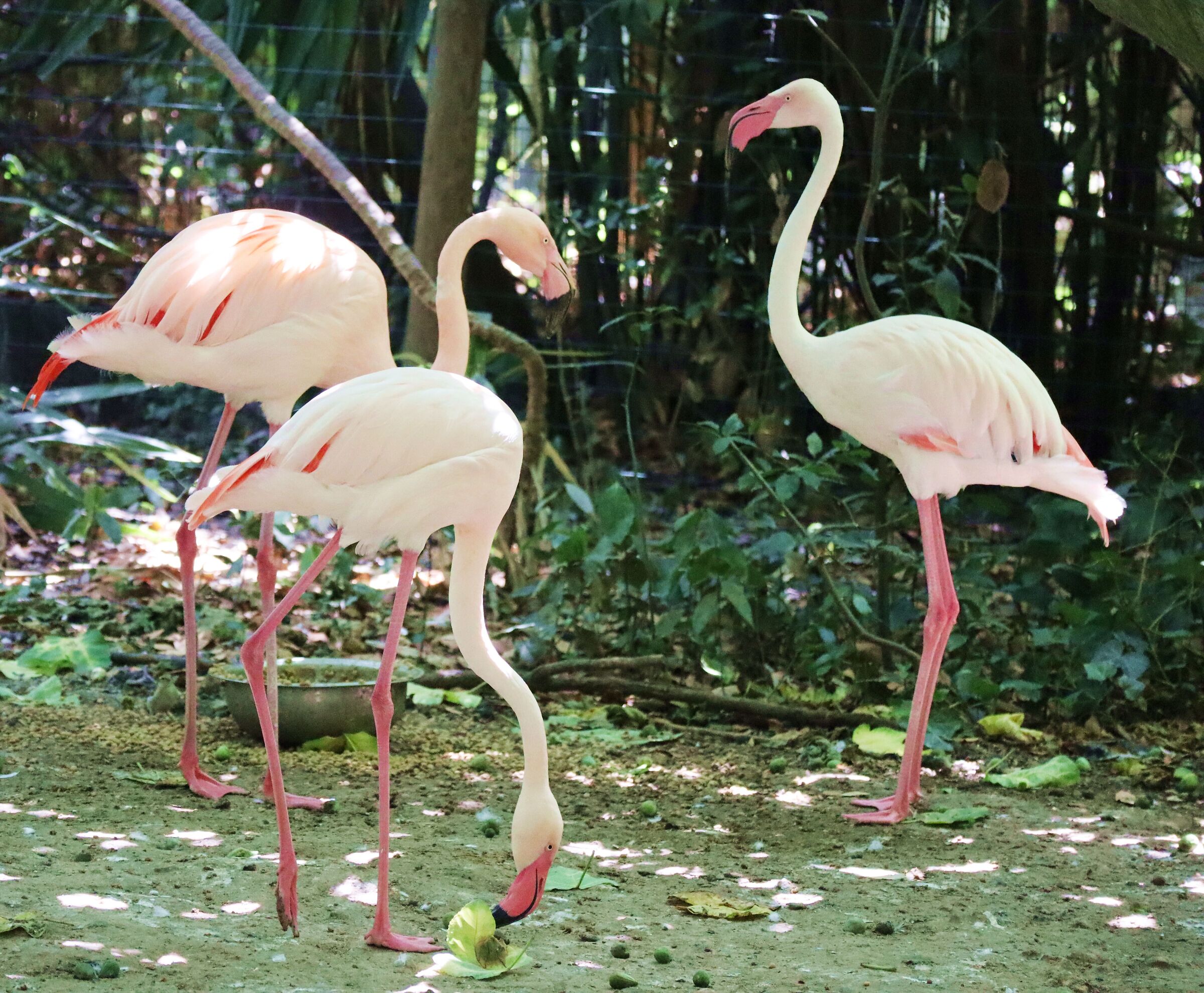 Pink flamingo
