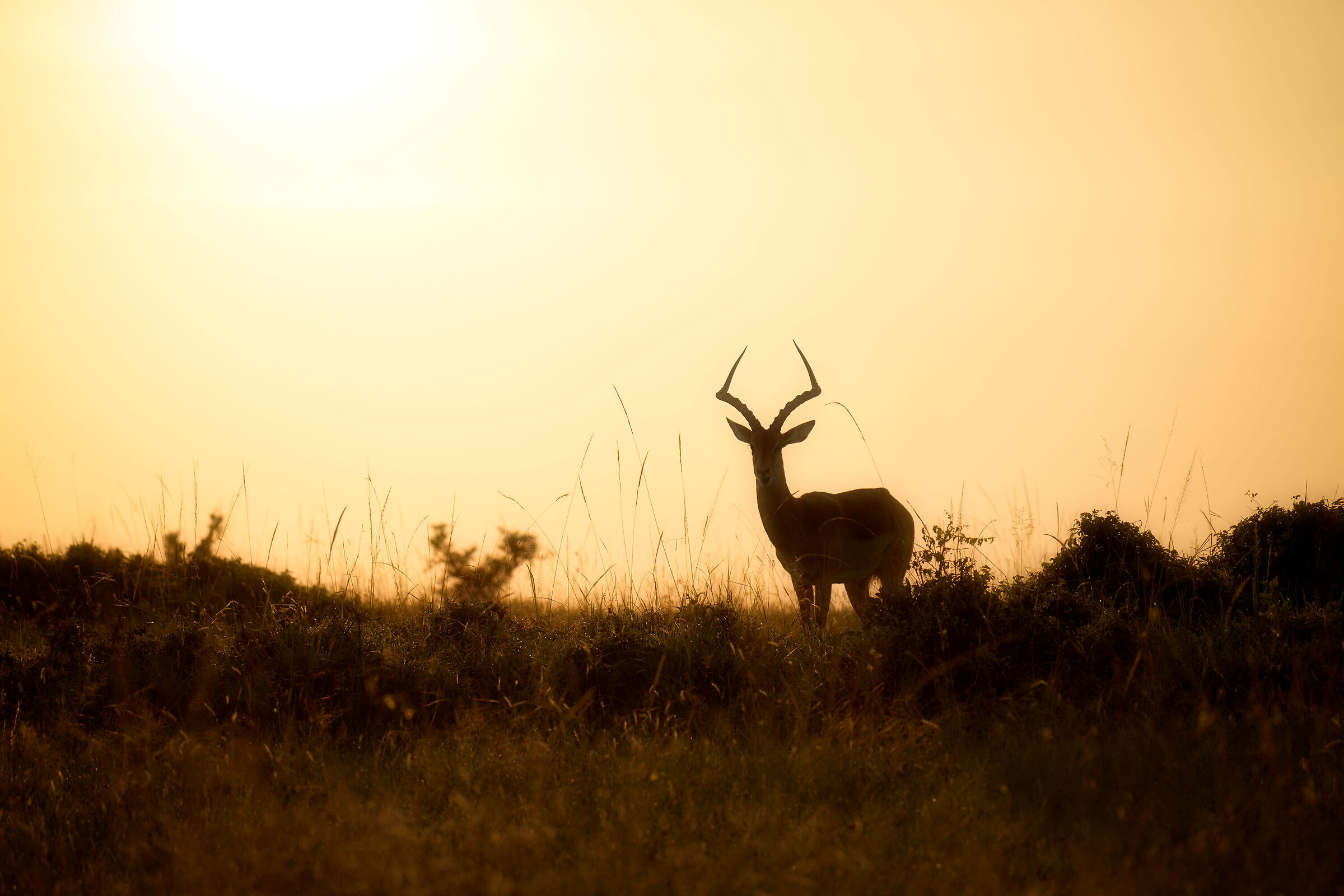 Antelope sunrise