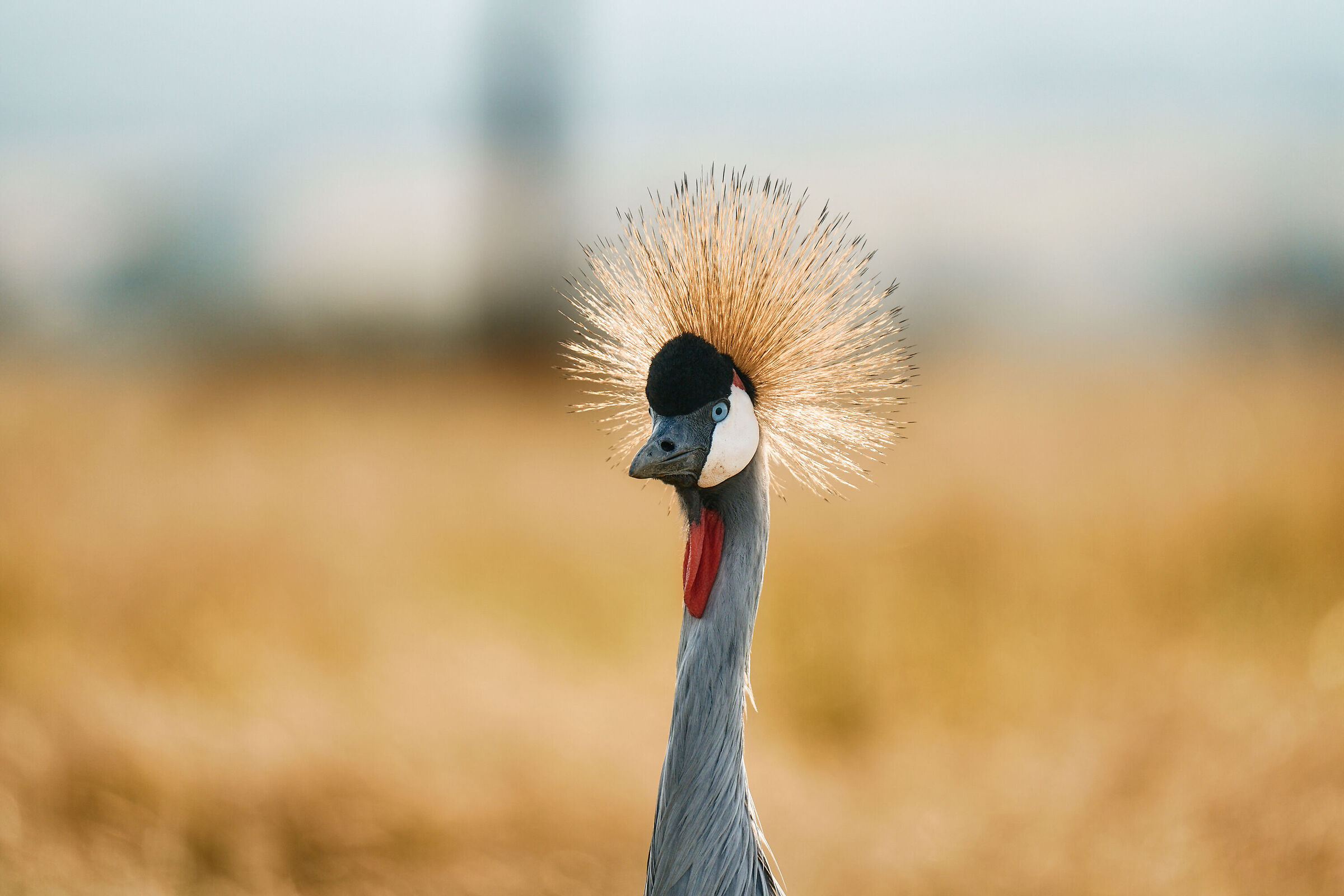 Crowned crane