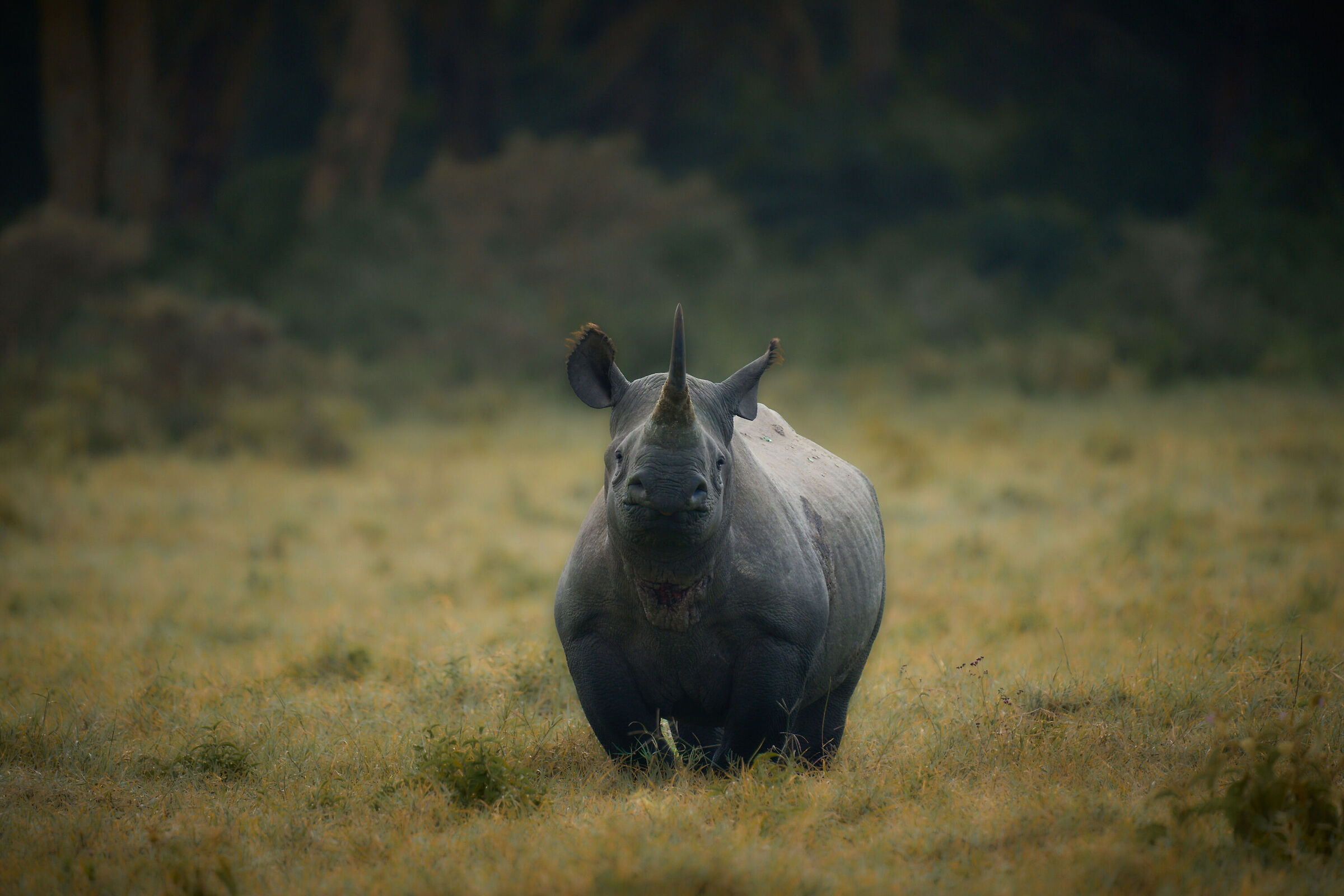 Black Rhino