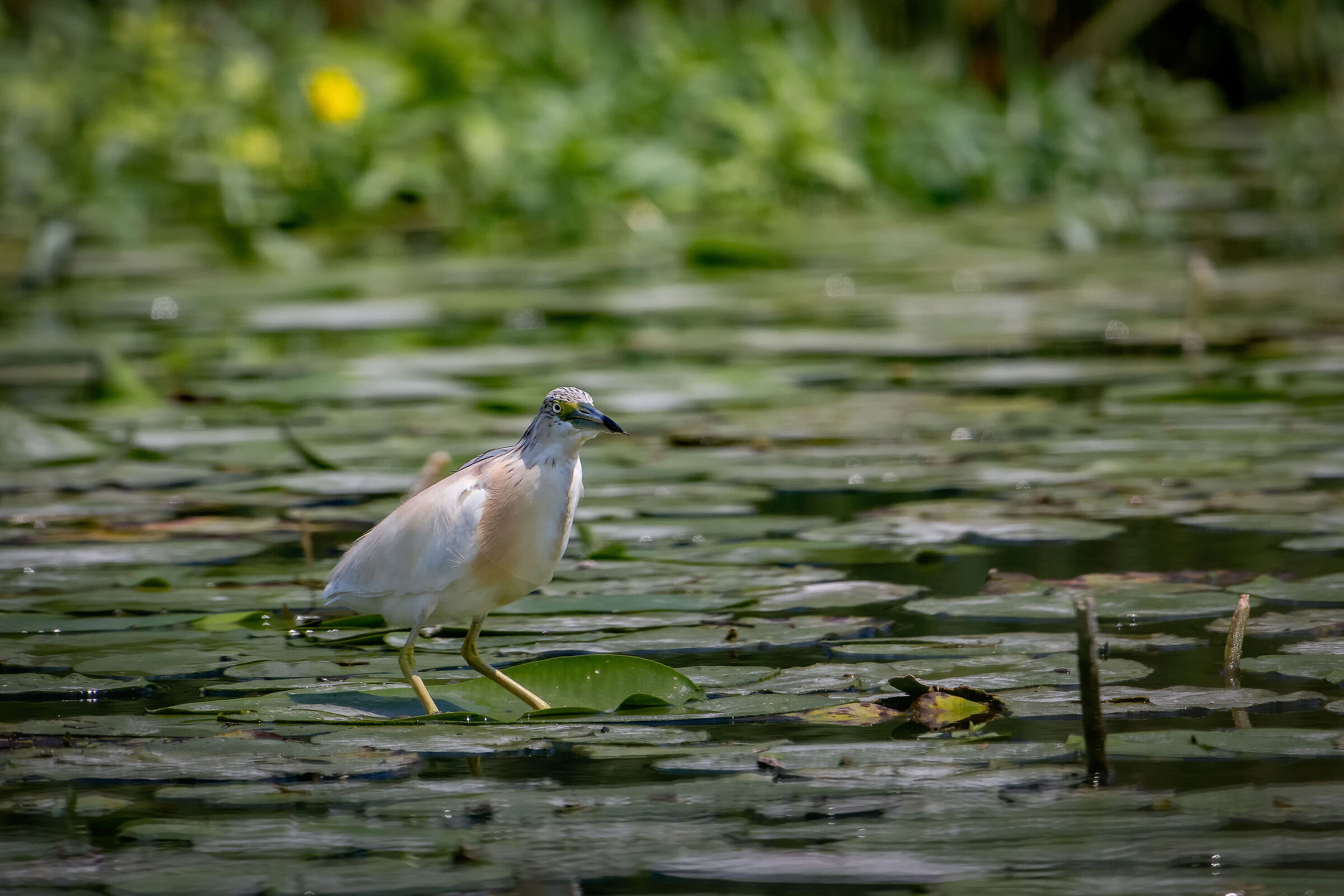 Squacco heron