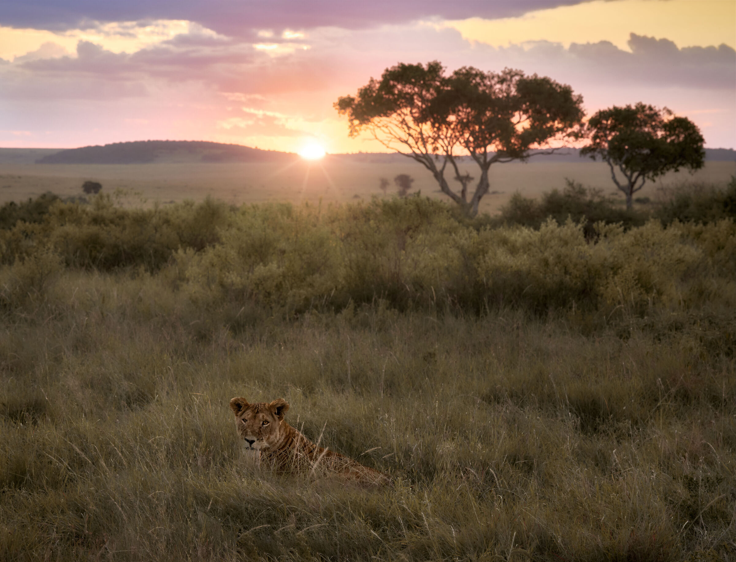 Lion at sunrise