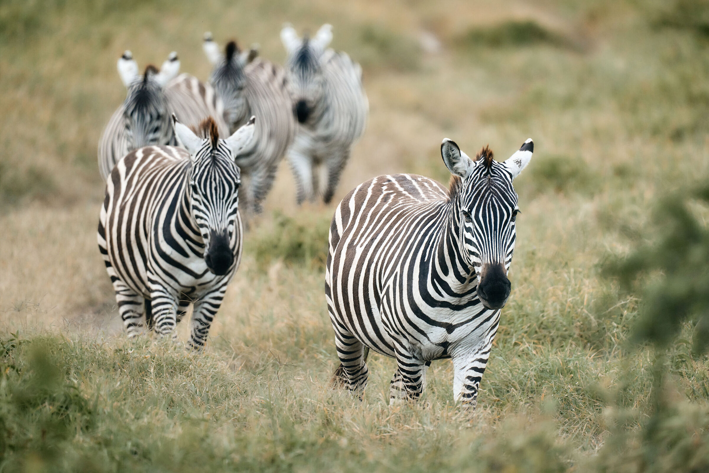 Zebras