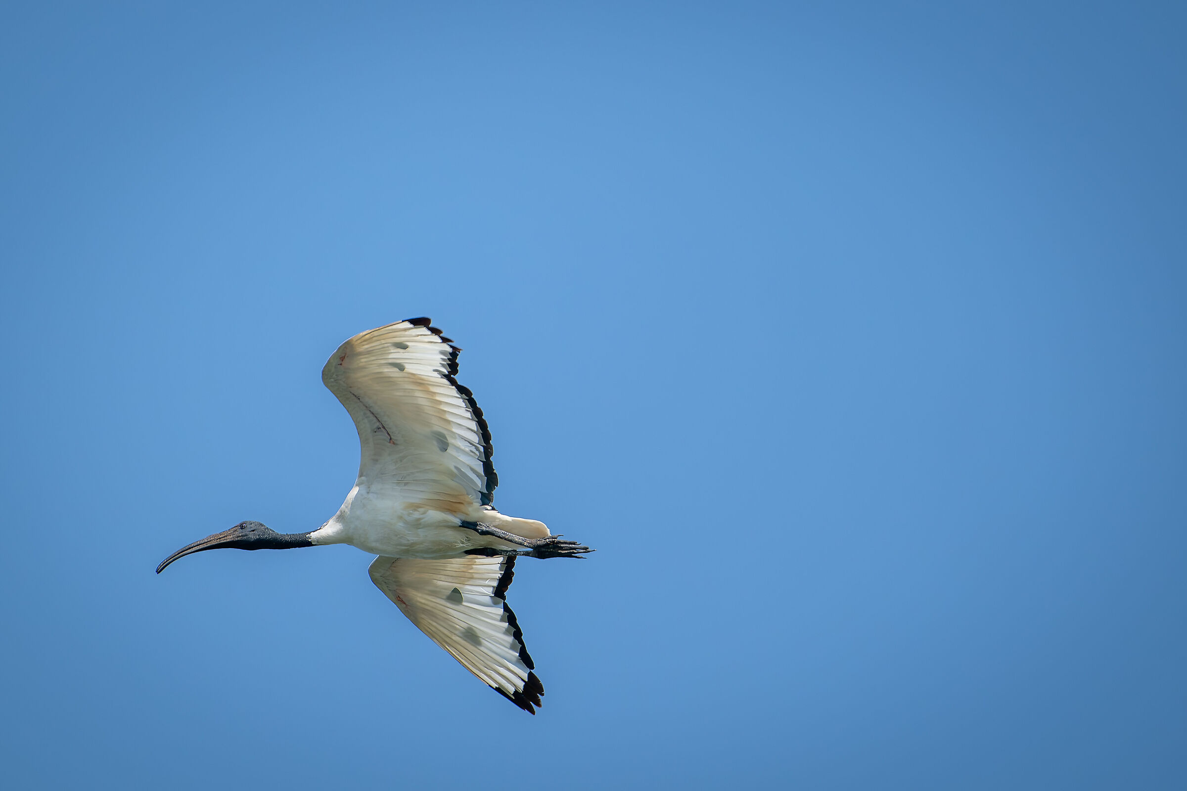 Sacred Ibis