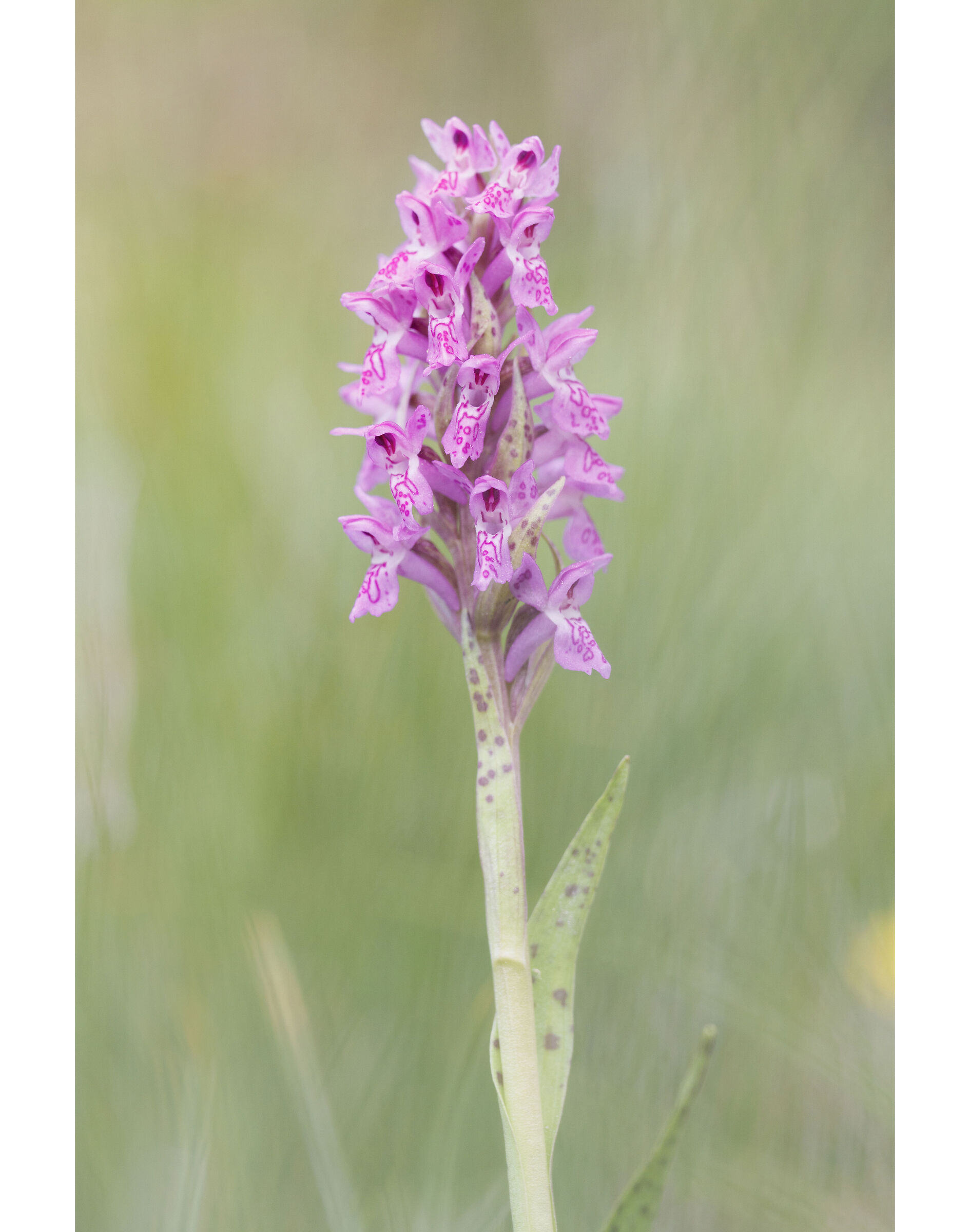 Dactylorhiza 1