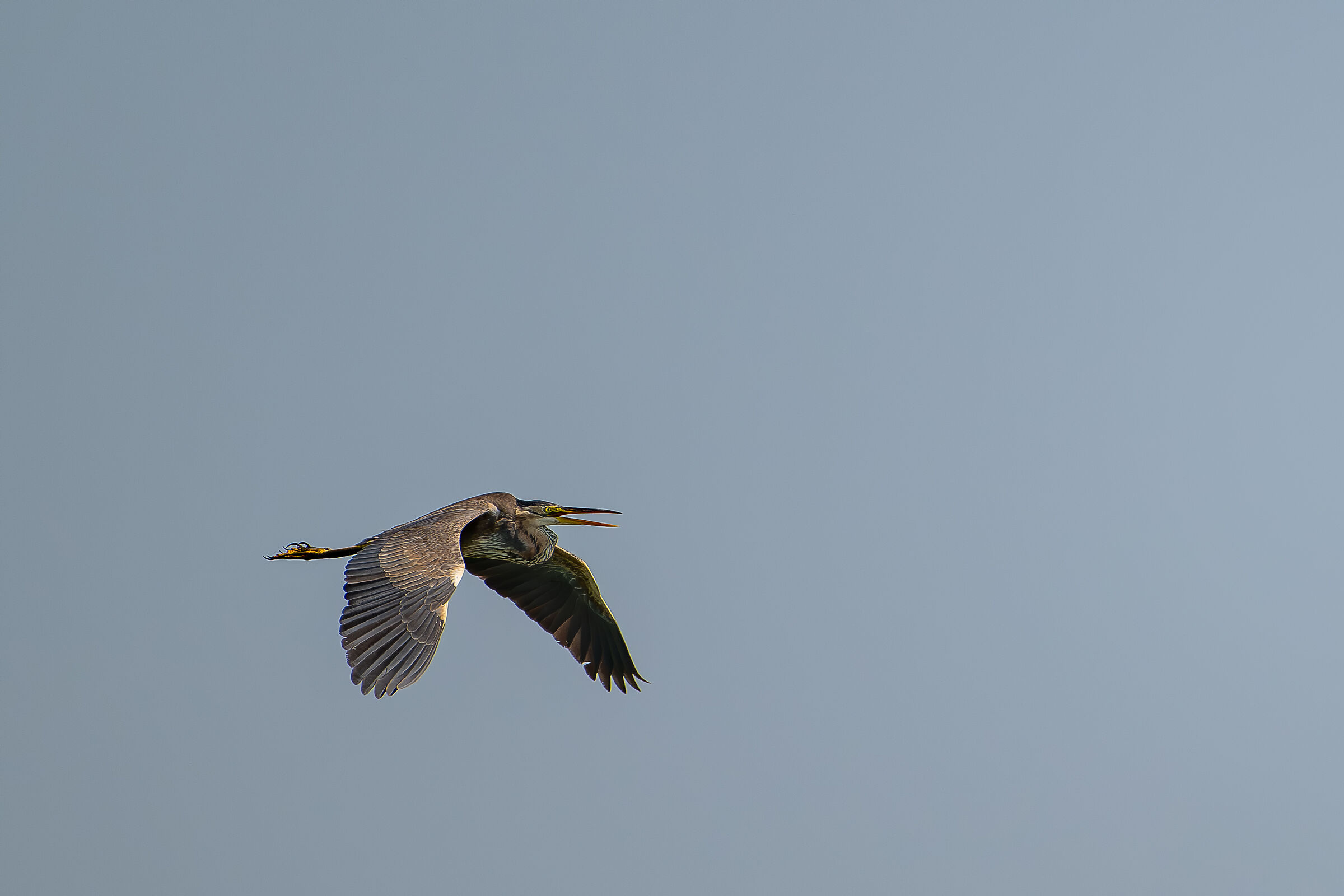 Purple heron