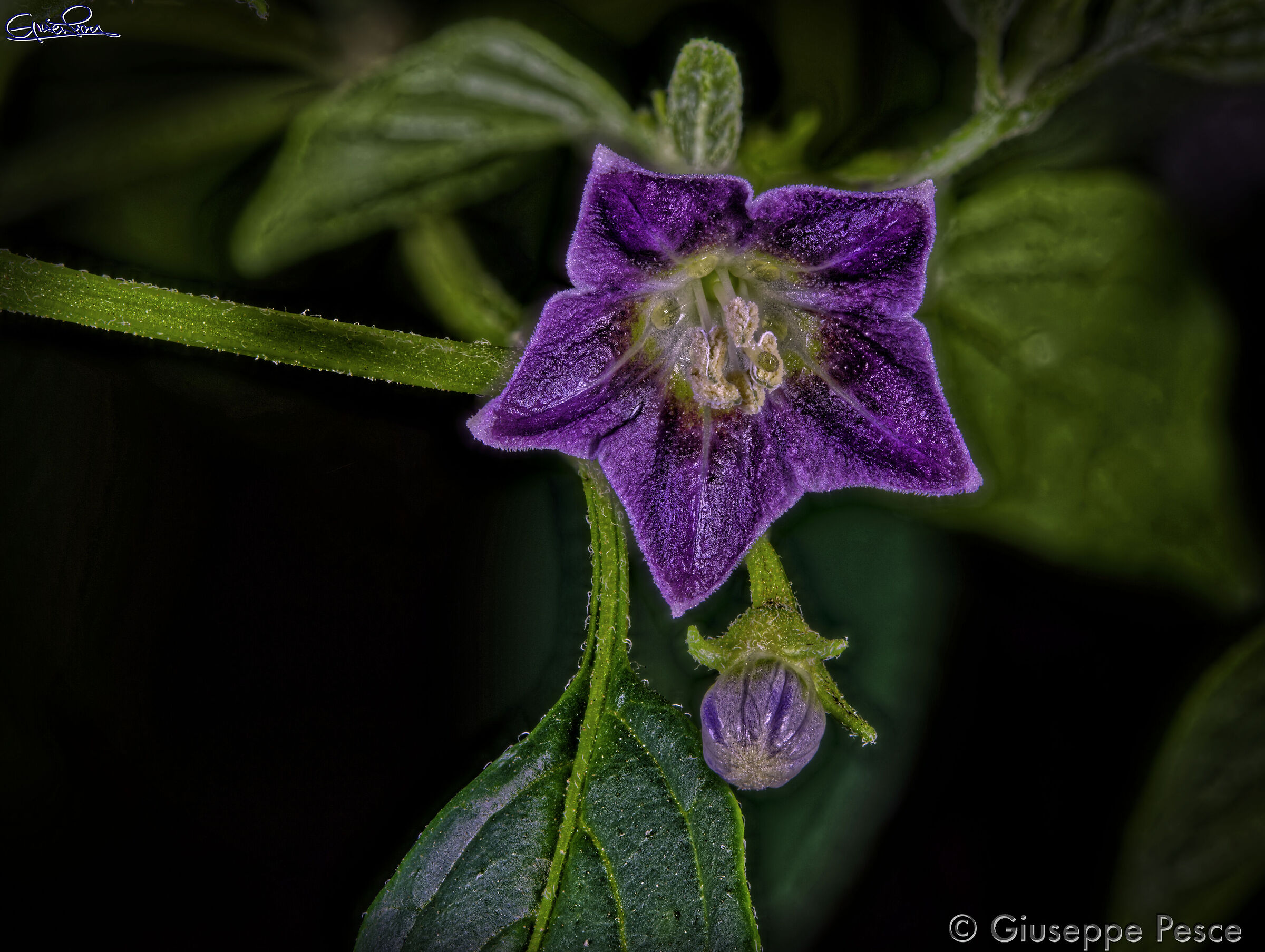 Capsicum Eximium - CAP 1530