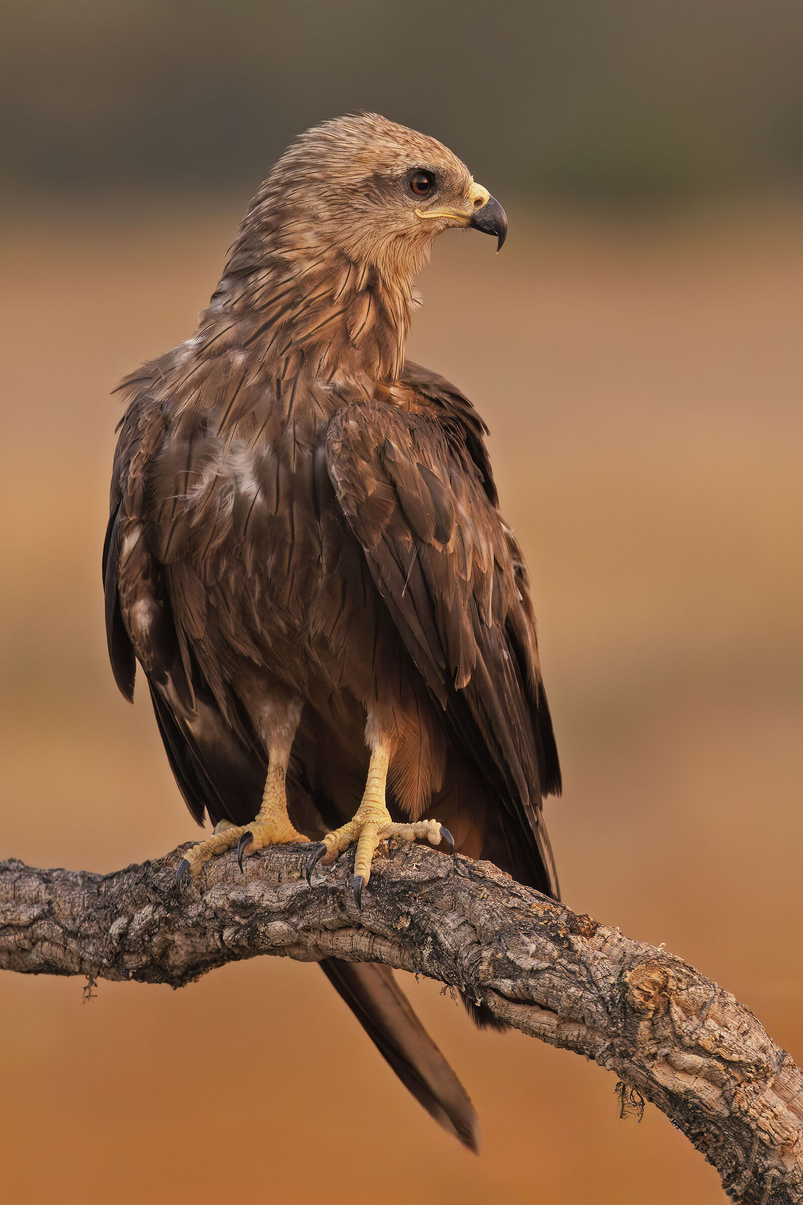 Black kite