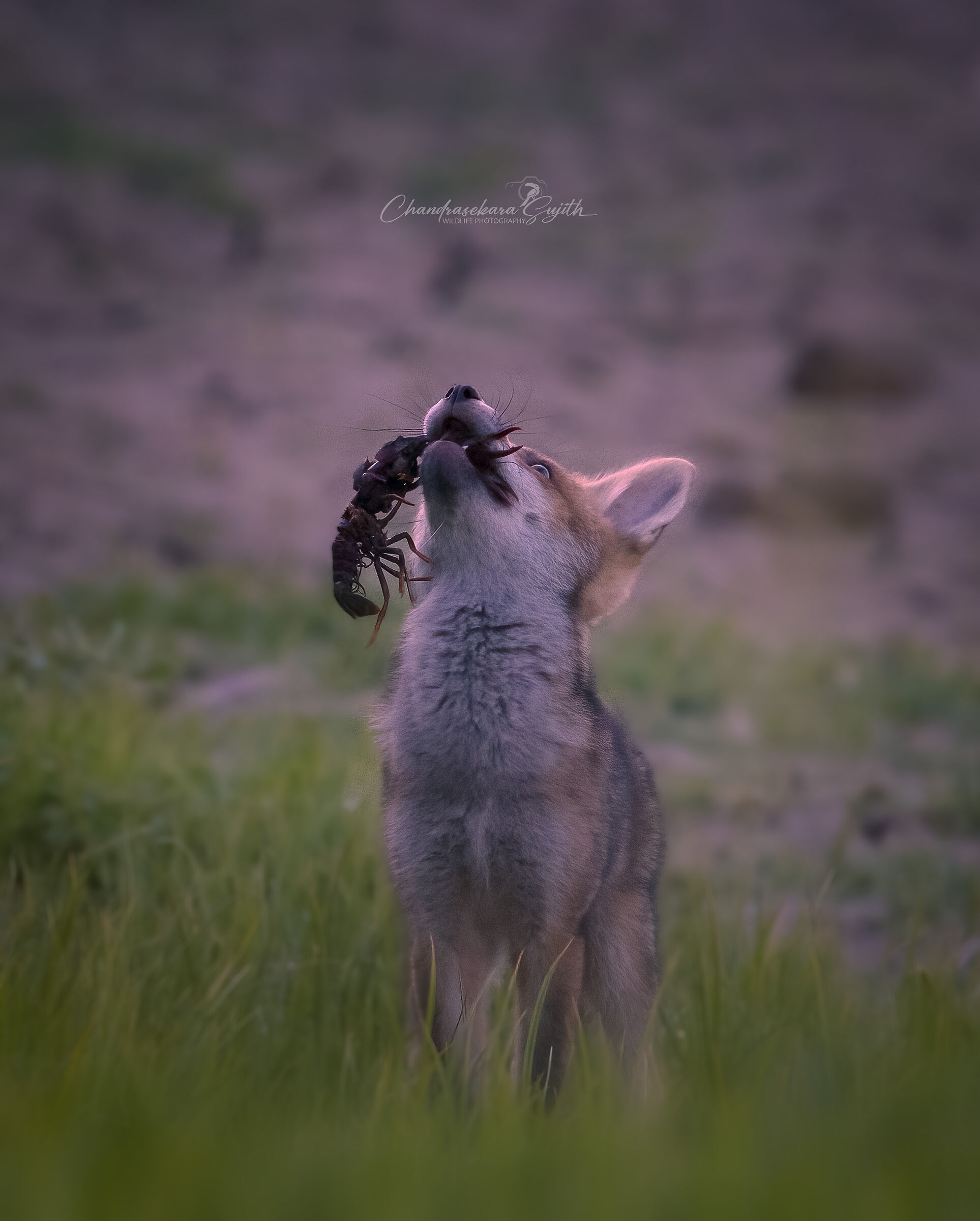 Little fox hunts a shrimp