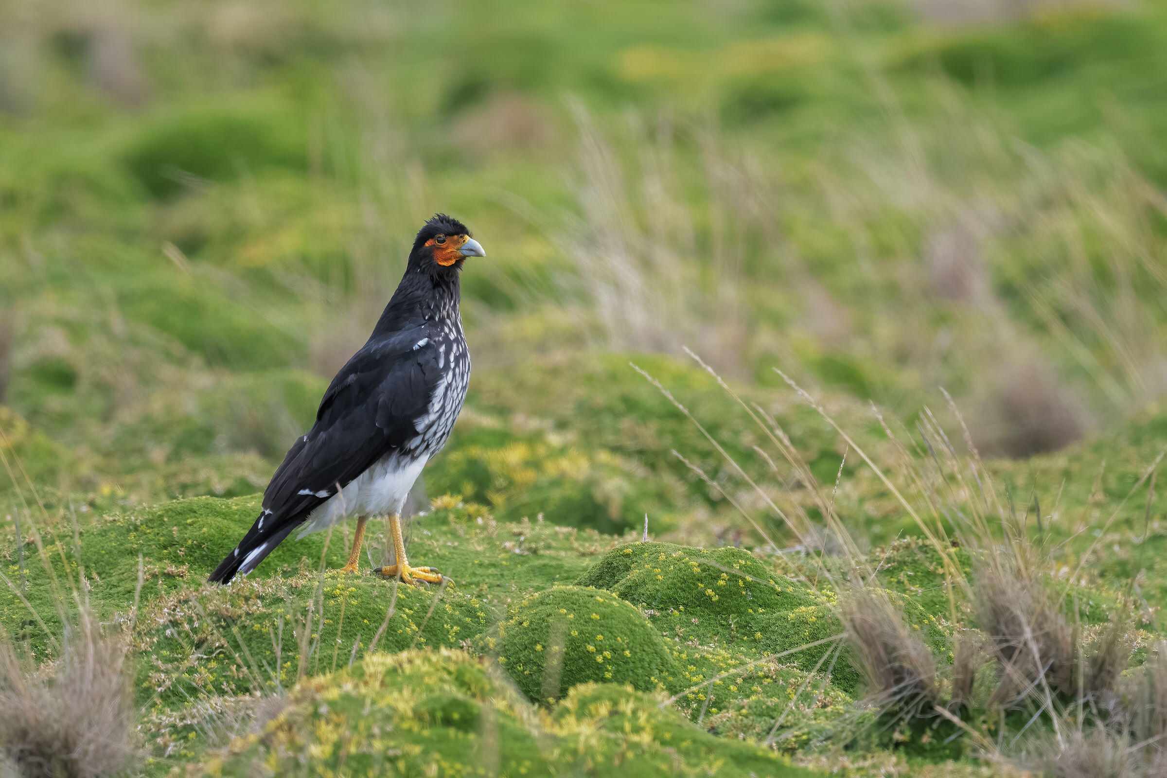 Carunculate caracara