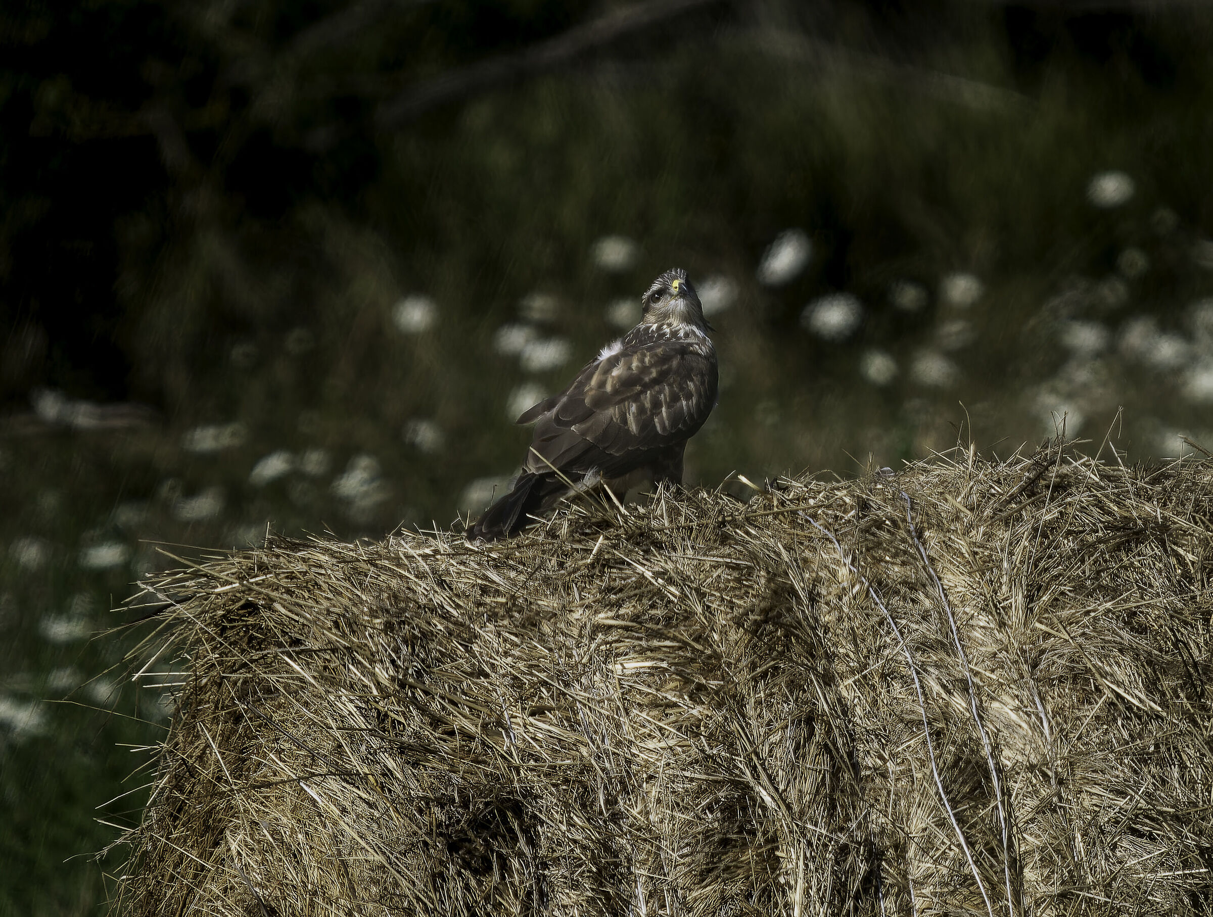 Buzzard