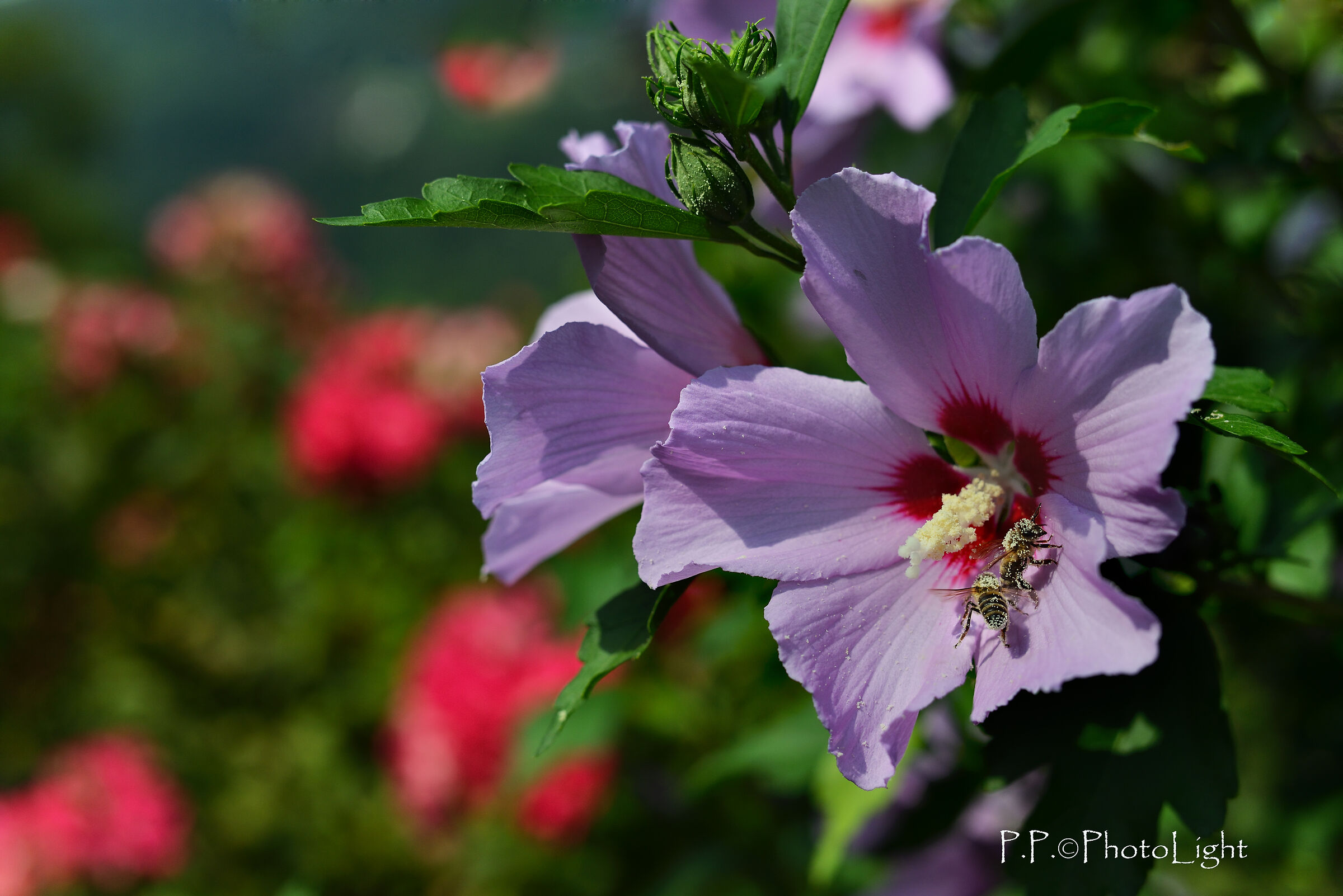 hibiscus flower