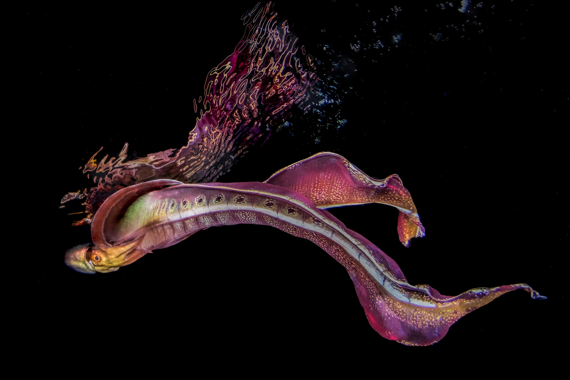 blanket octopus  Anilao , Janao  bay , Philippines