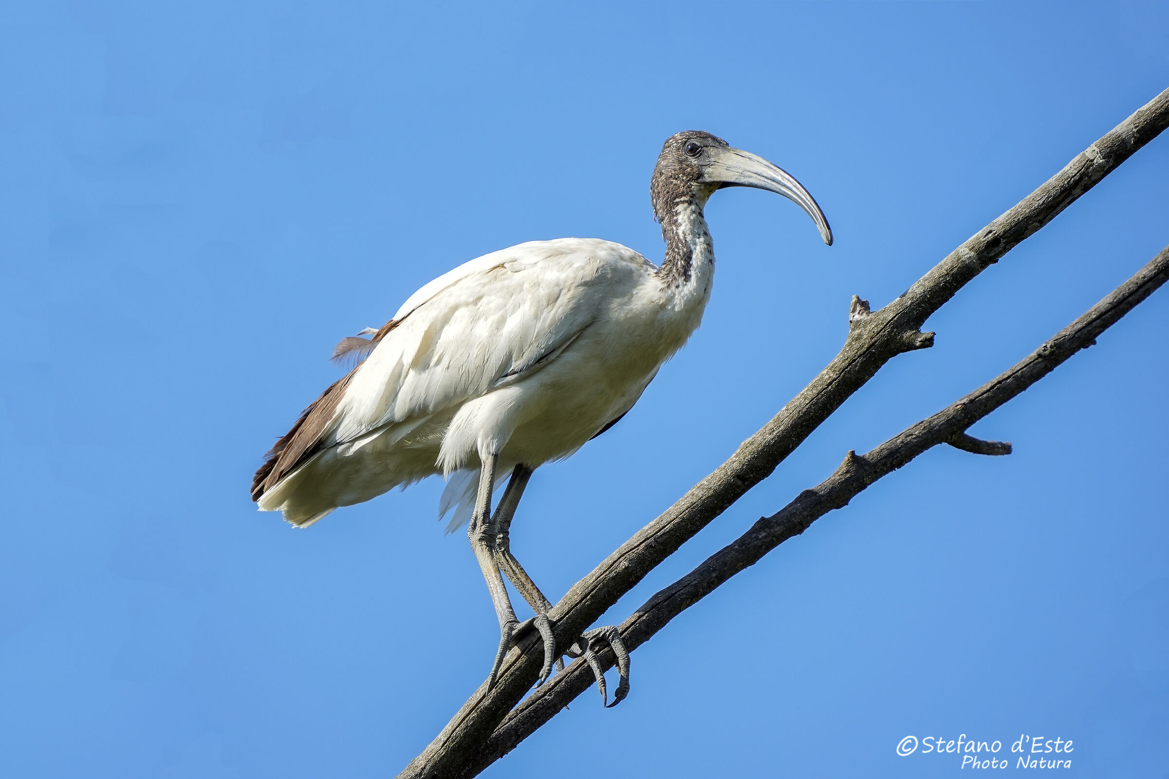 Sacred Ibis