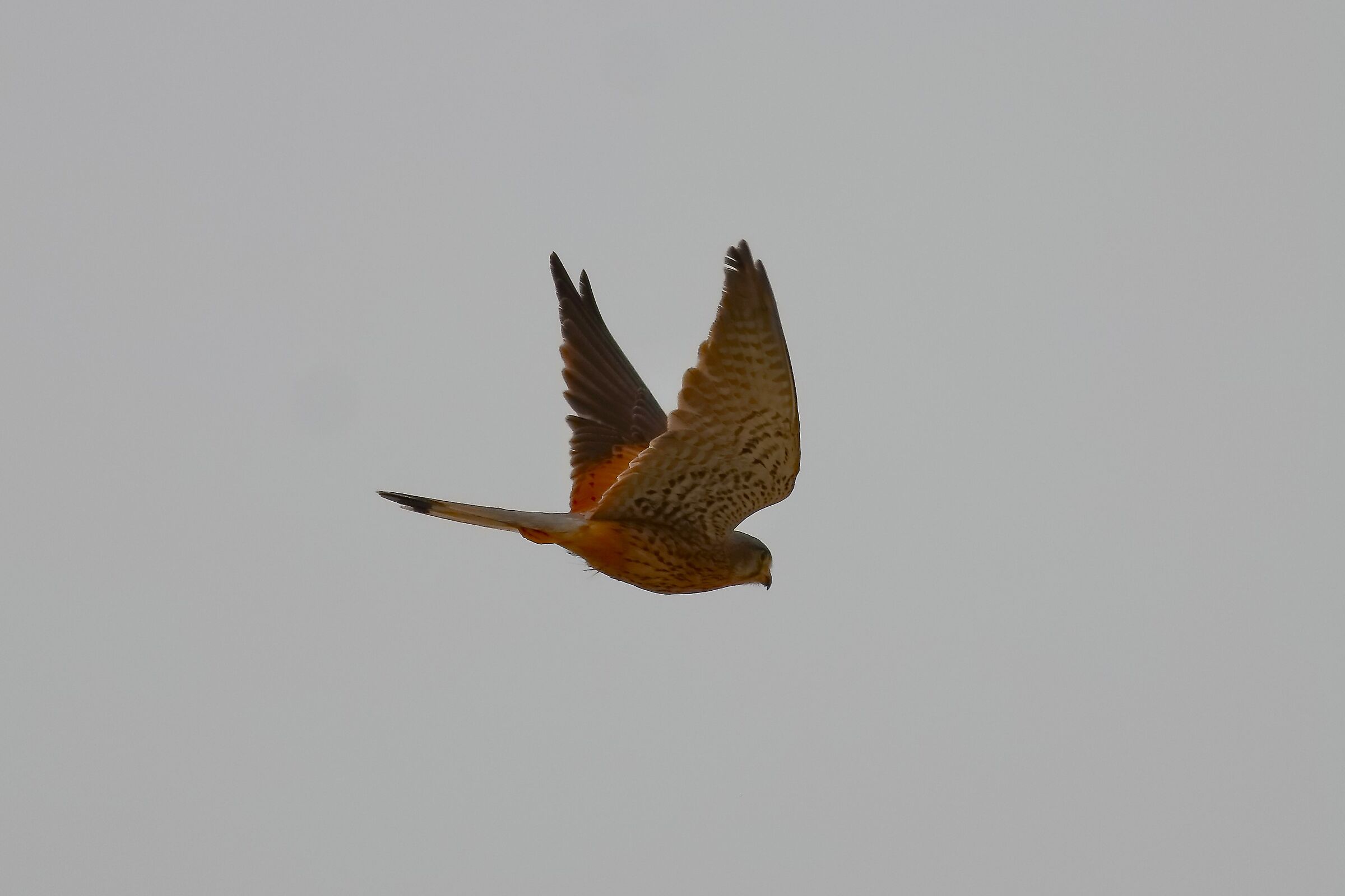 Gheppio 18-06-2024 - 0404