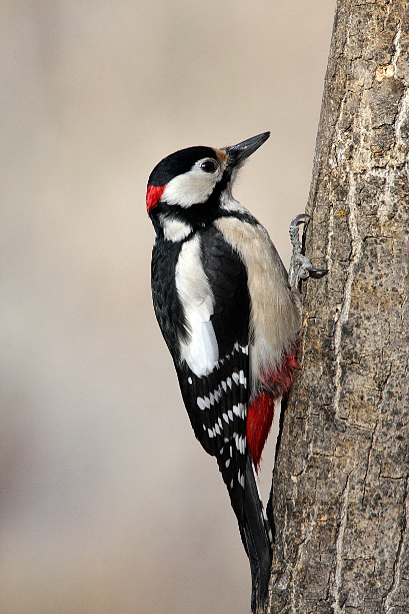 Picchio Rosso Maggiore