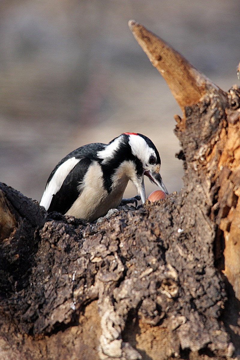 Picchio Rosso Maggiore