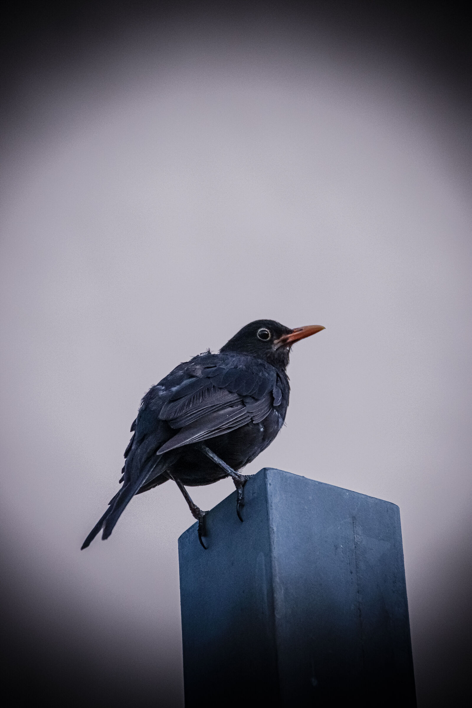 The Blackbird