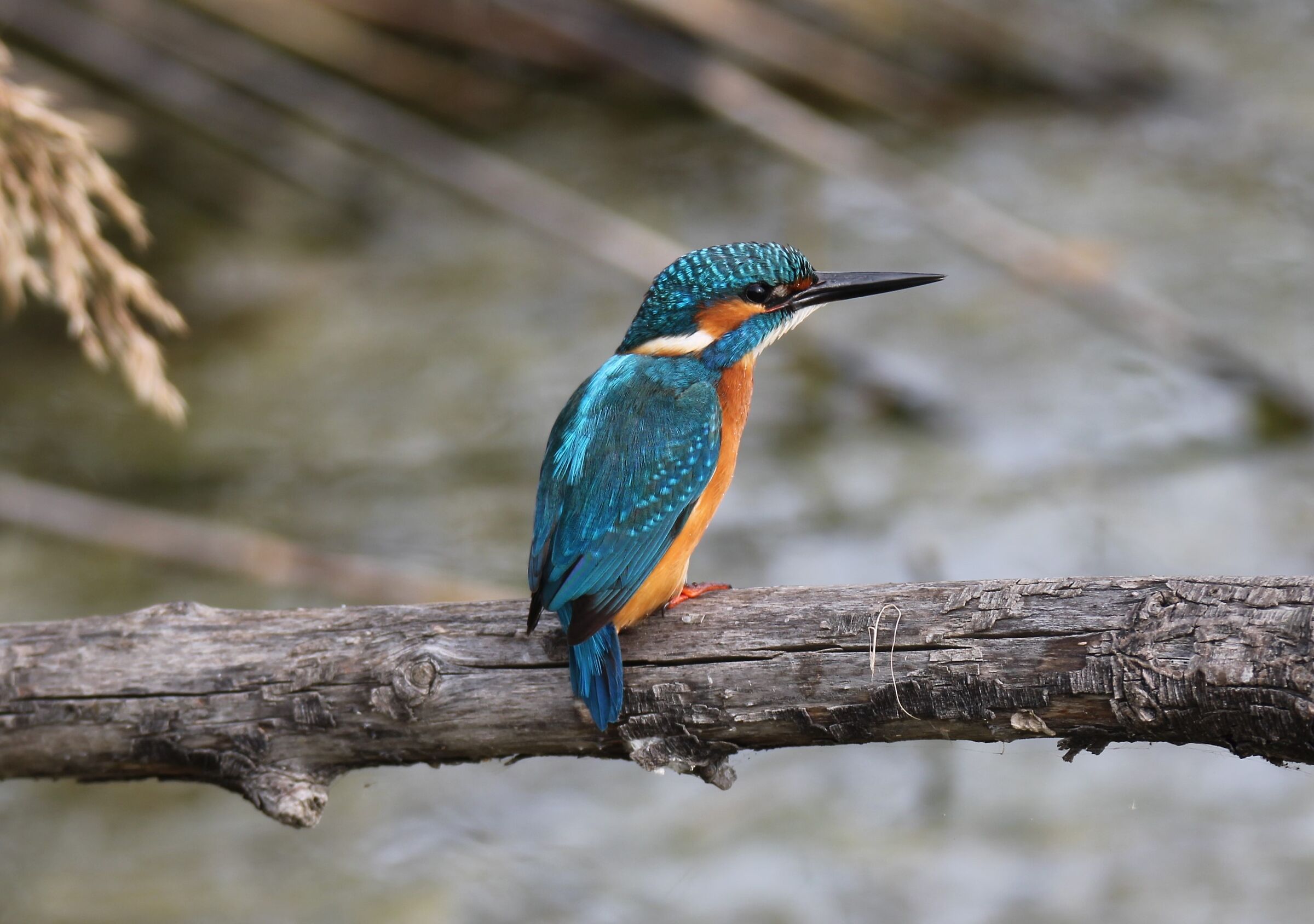 Kingfisher