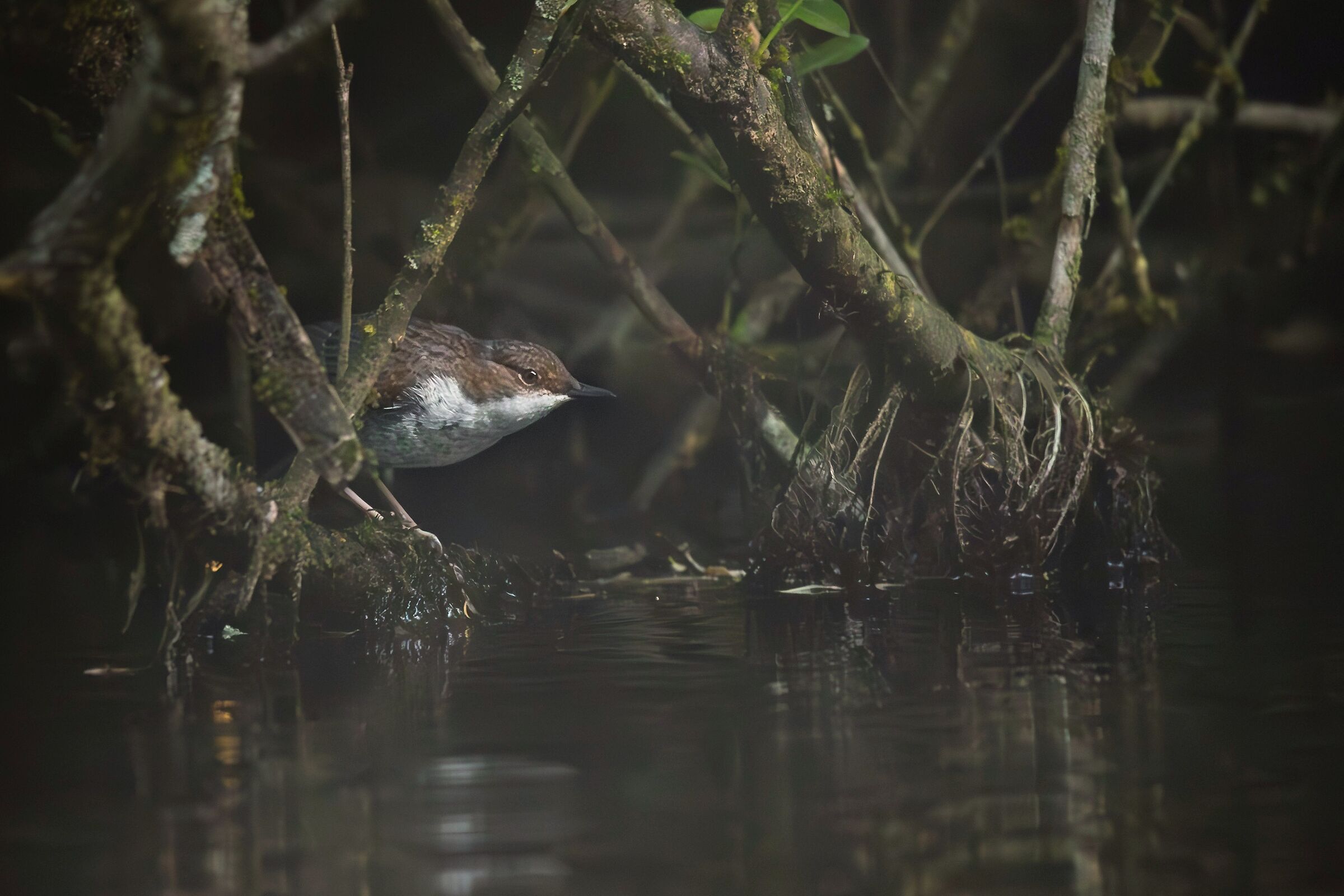 Dipper in dim light
