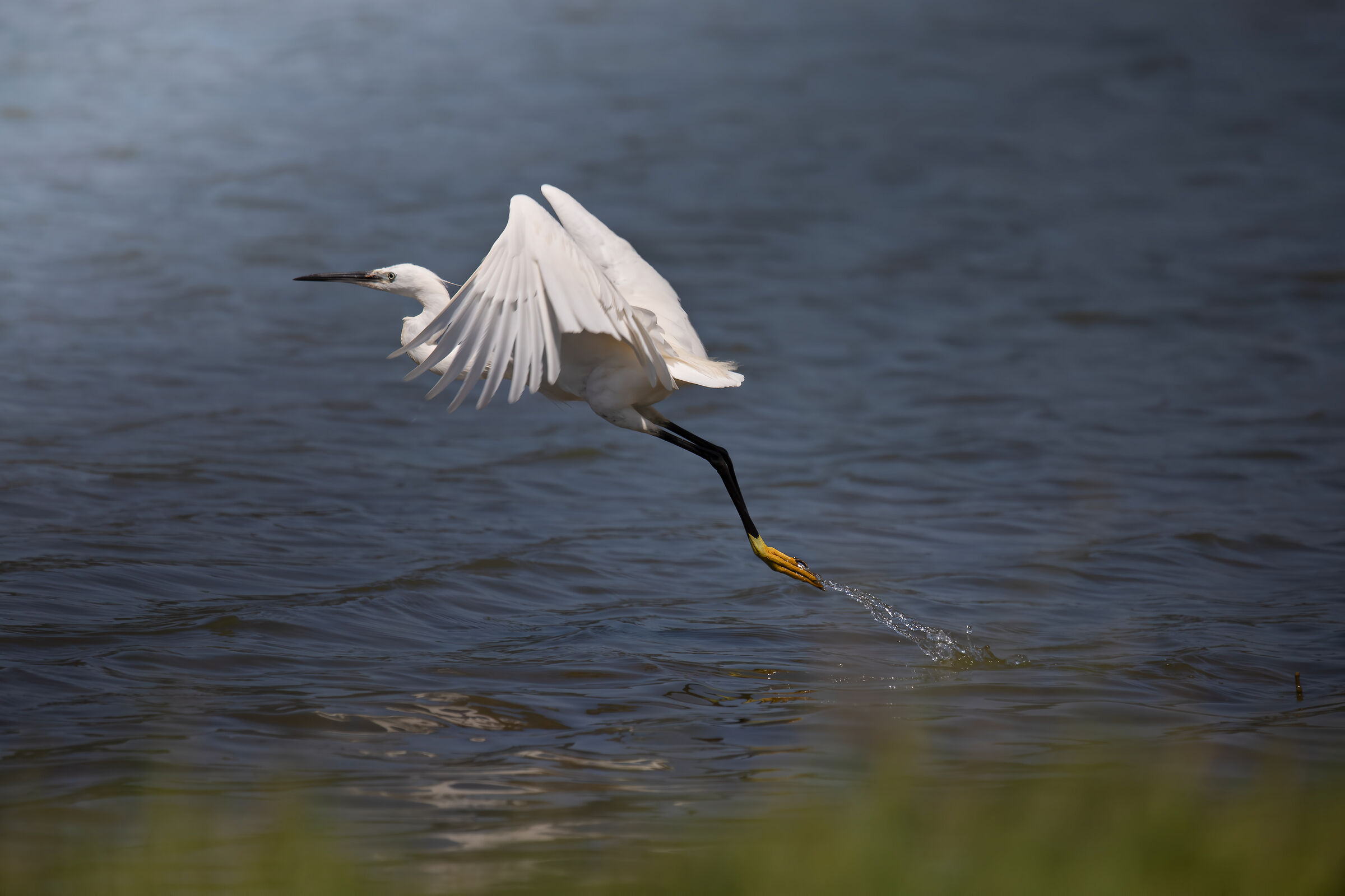 The detachment of the egret