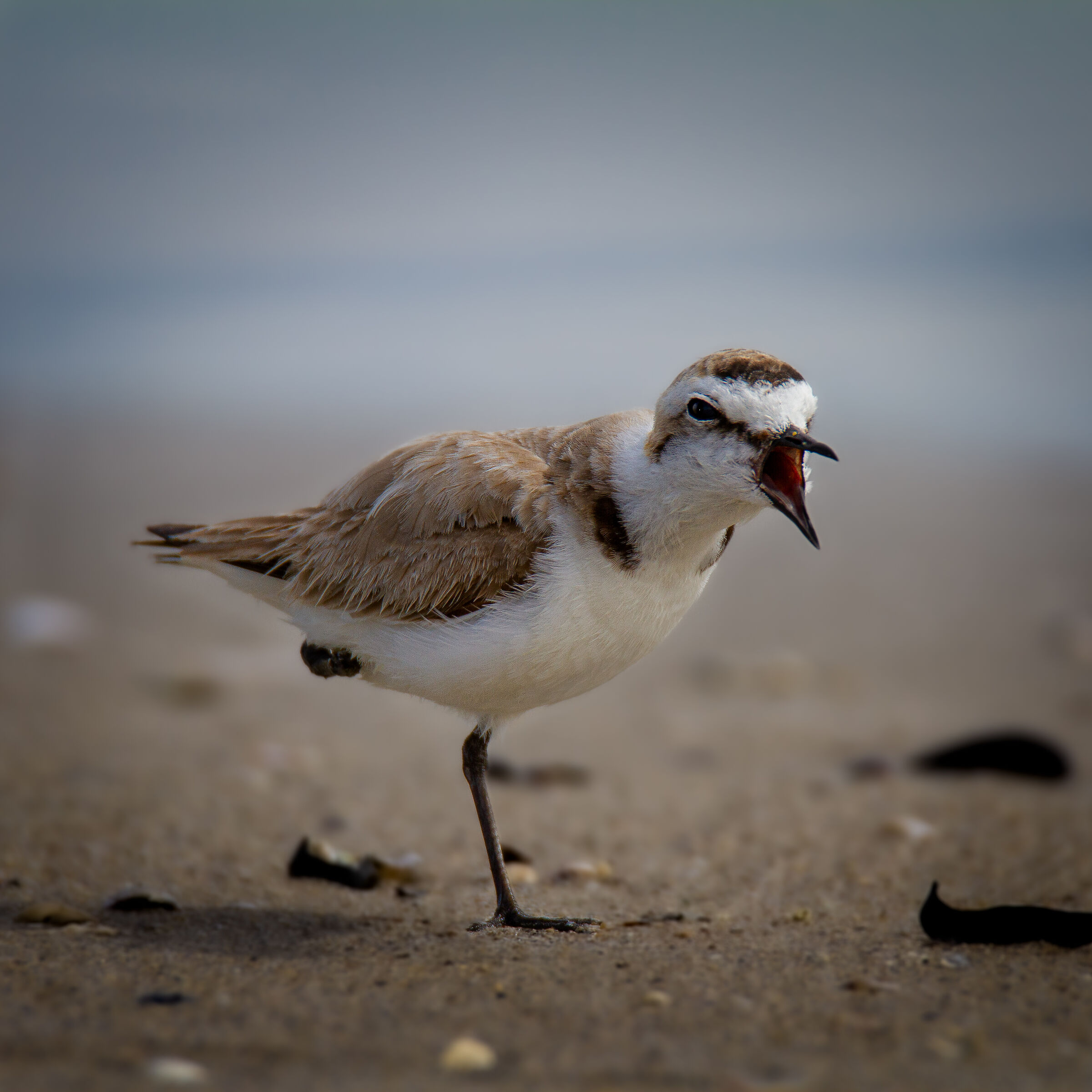 Eurasian Kentish plover