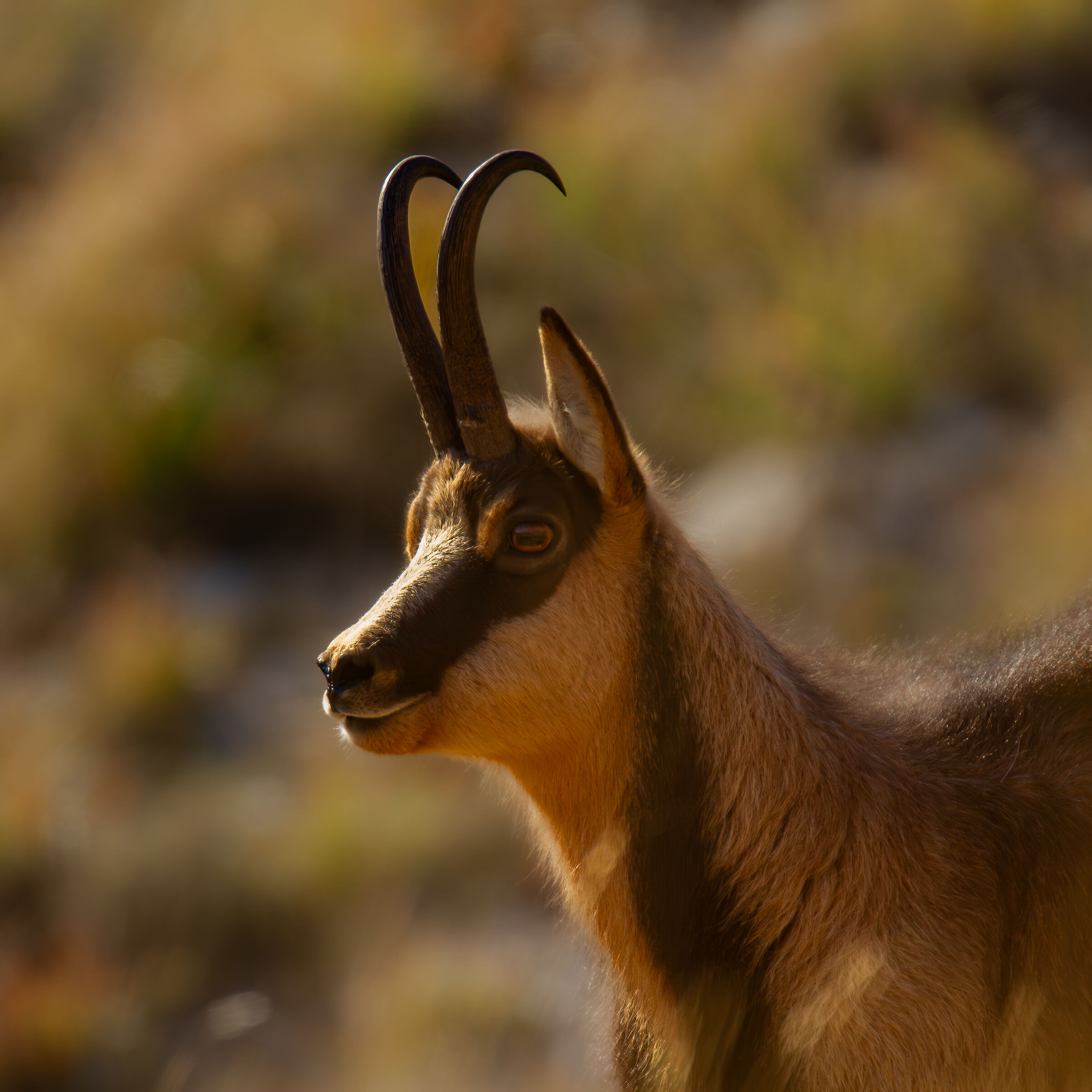 Apennine chamois