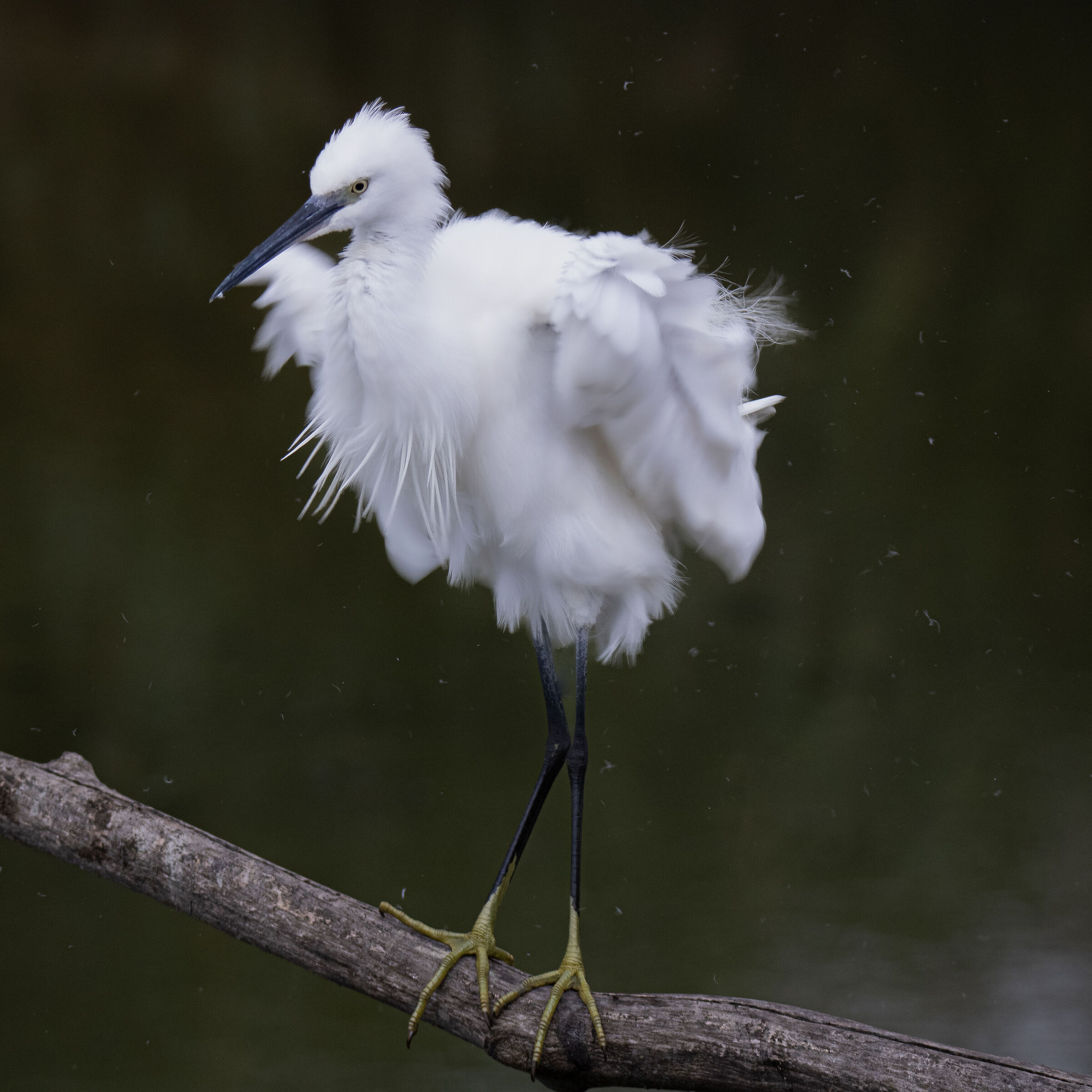 Egret