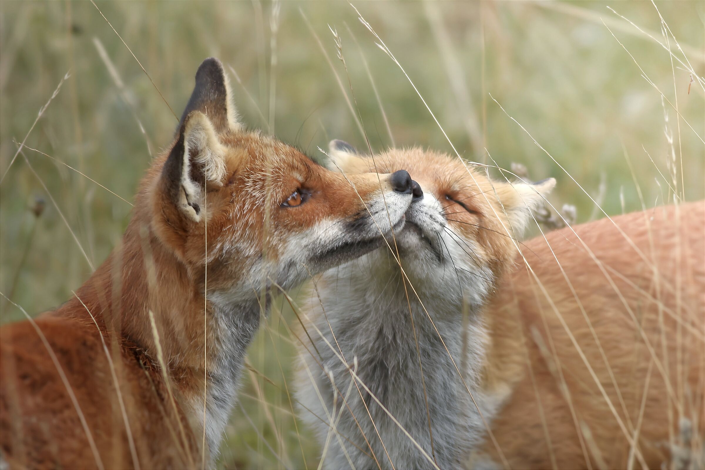 Cuddling among young foxes