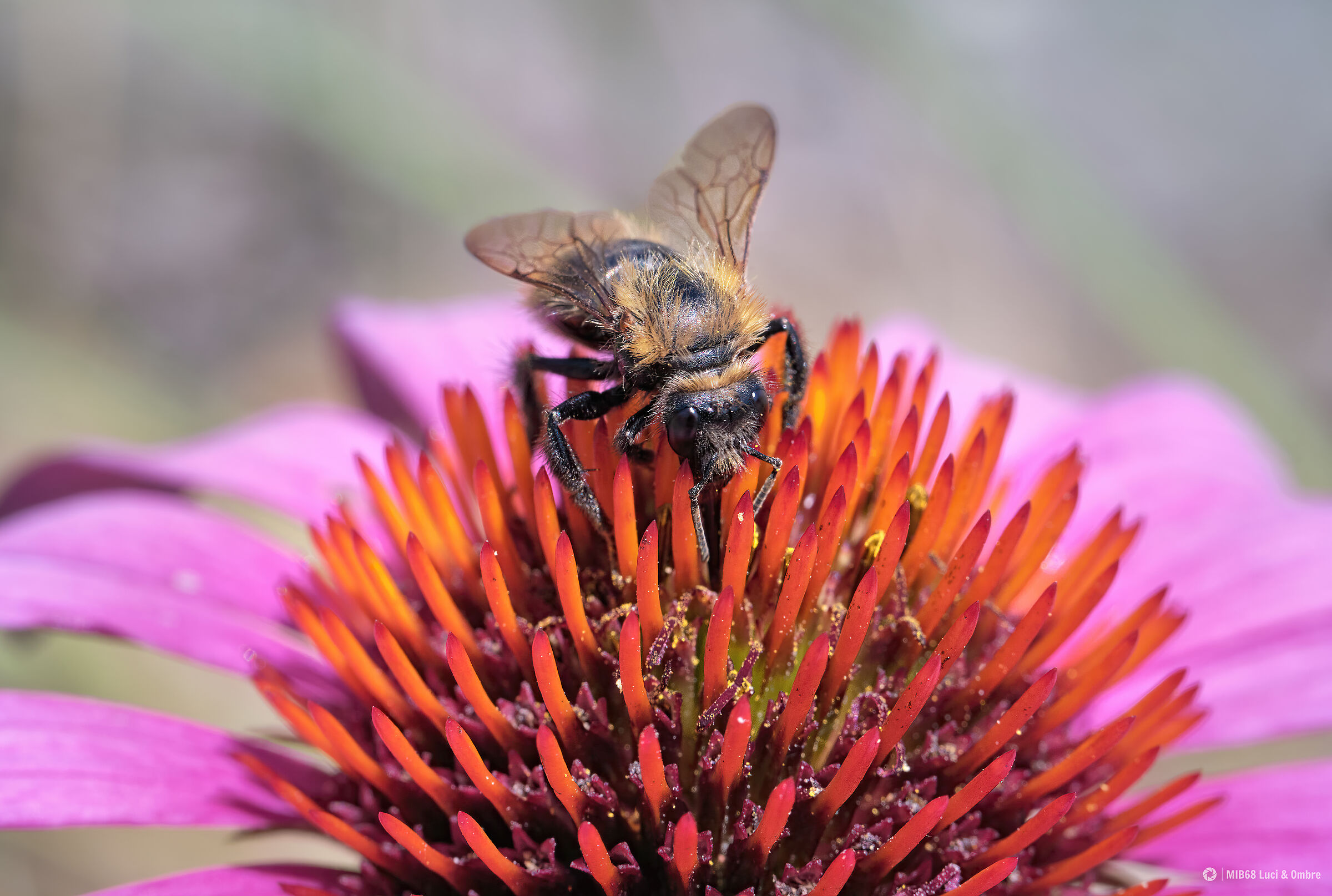 Echinacea Purpurea 1