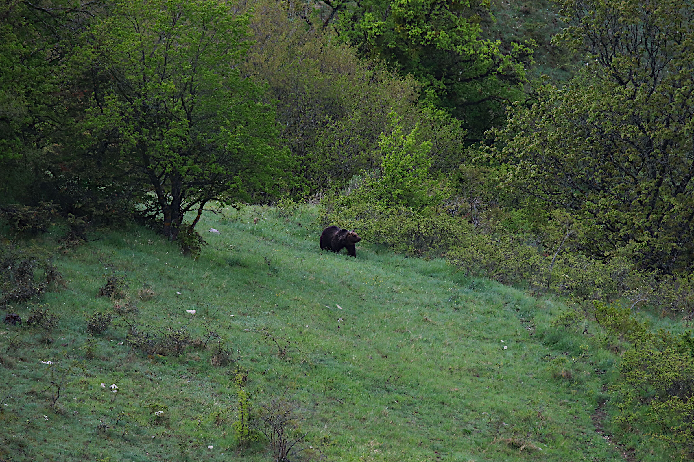 Orso Marsicano