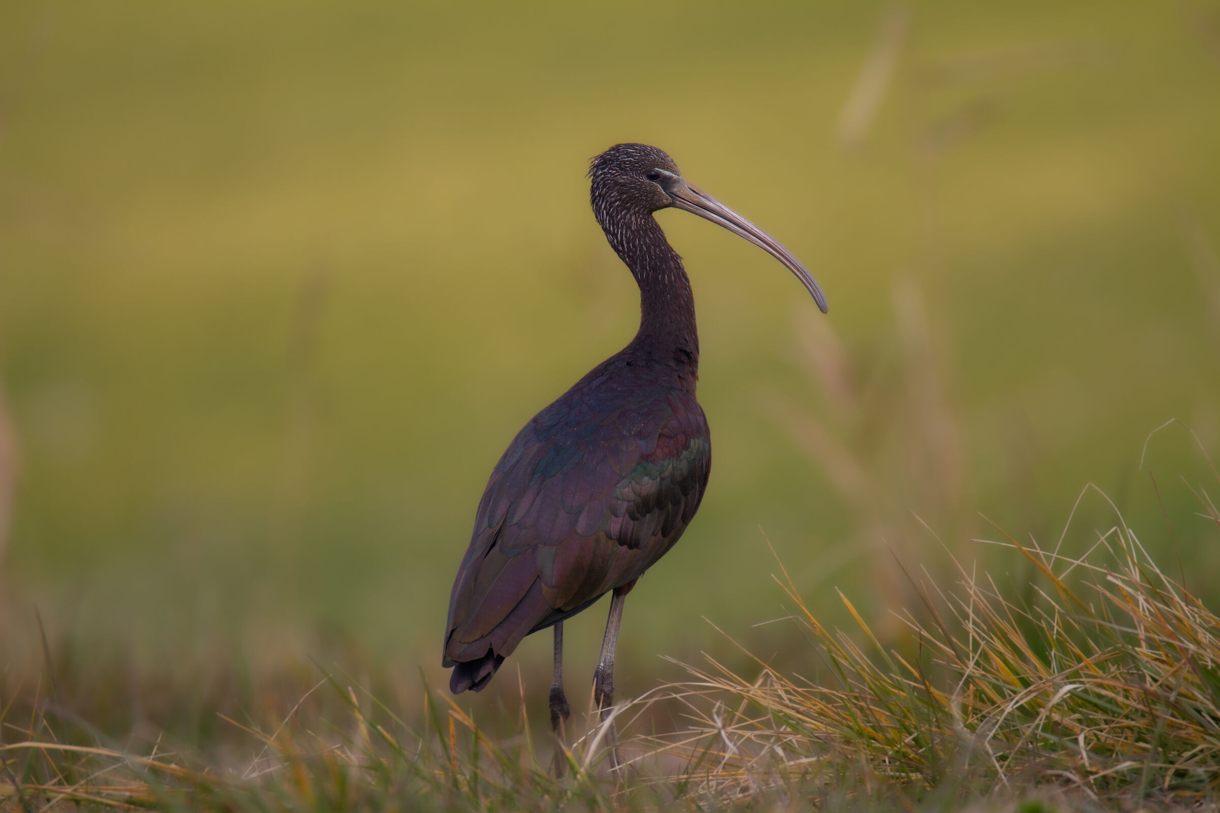 Glossy ibis
