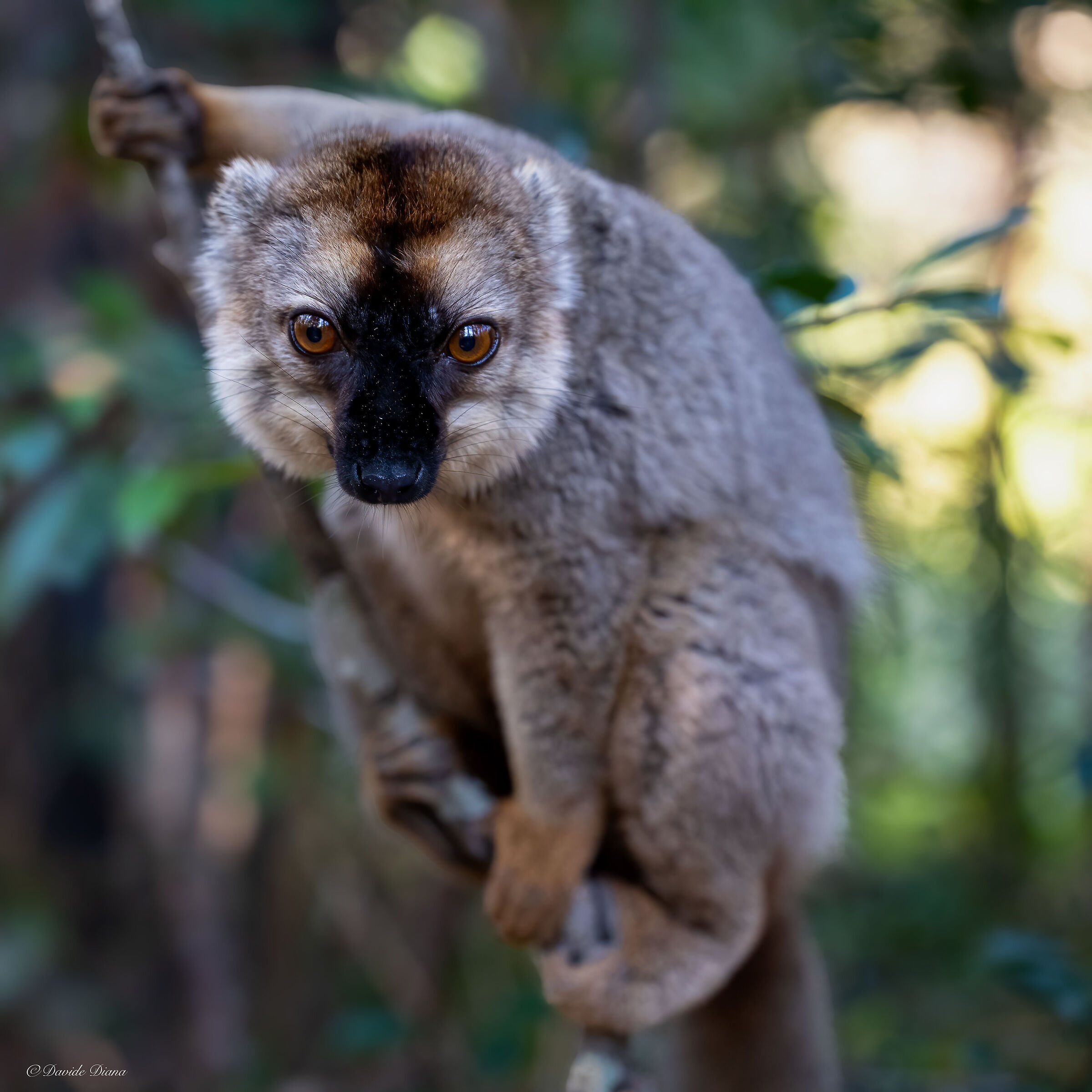 Lemur
