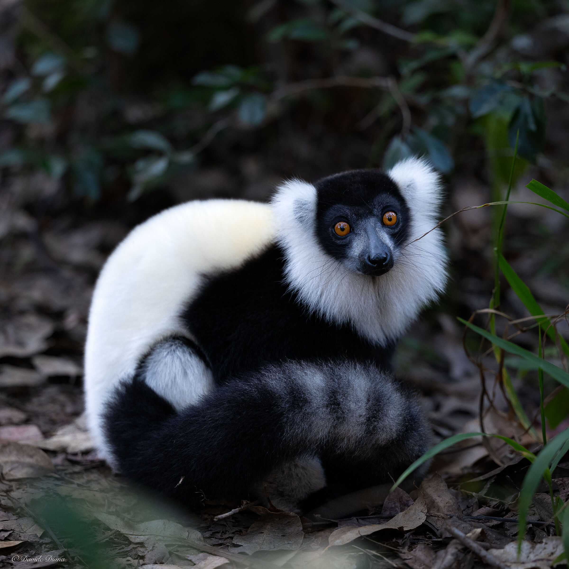 Lemur