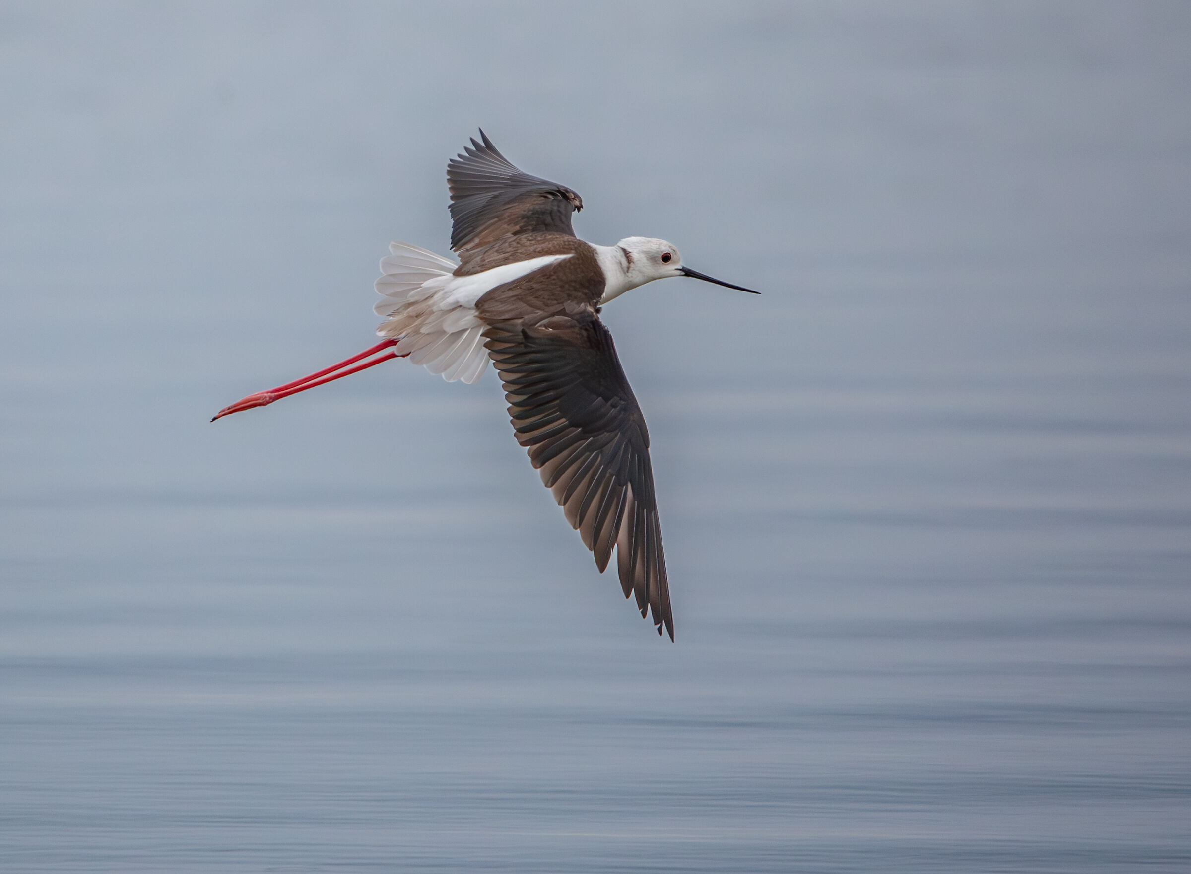 The flight of the black-winged stilt