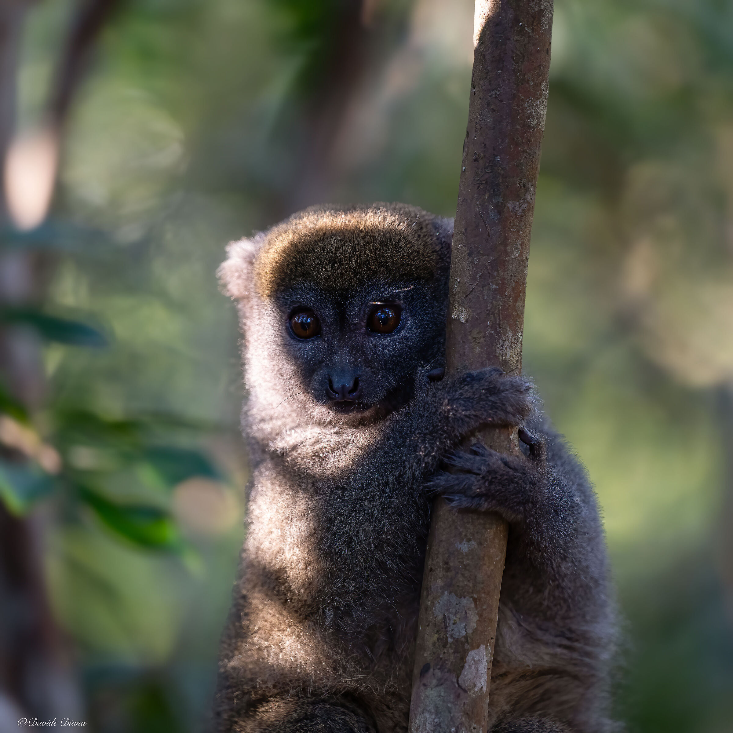 Lemur