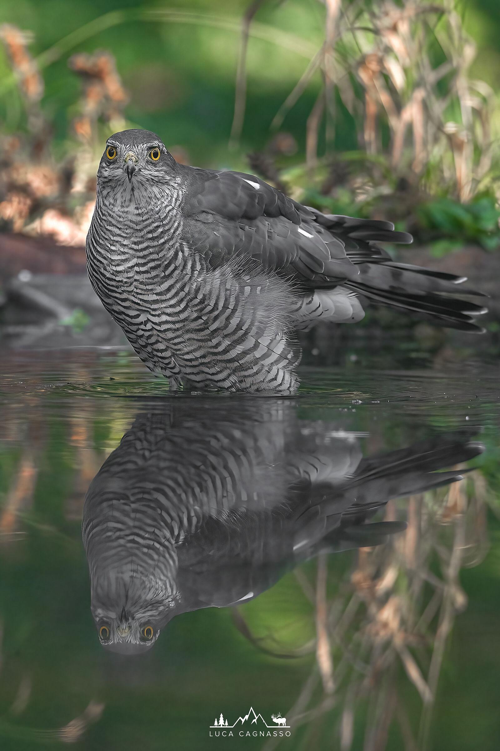 Sparrowhawk - 04