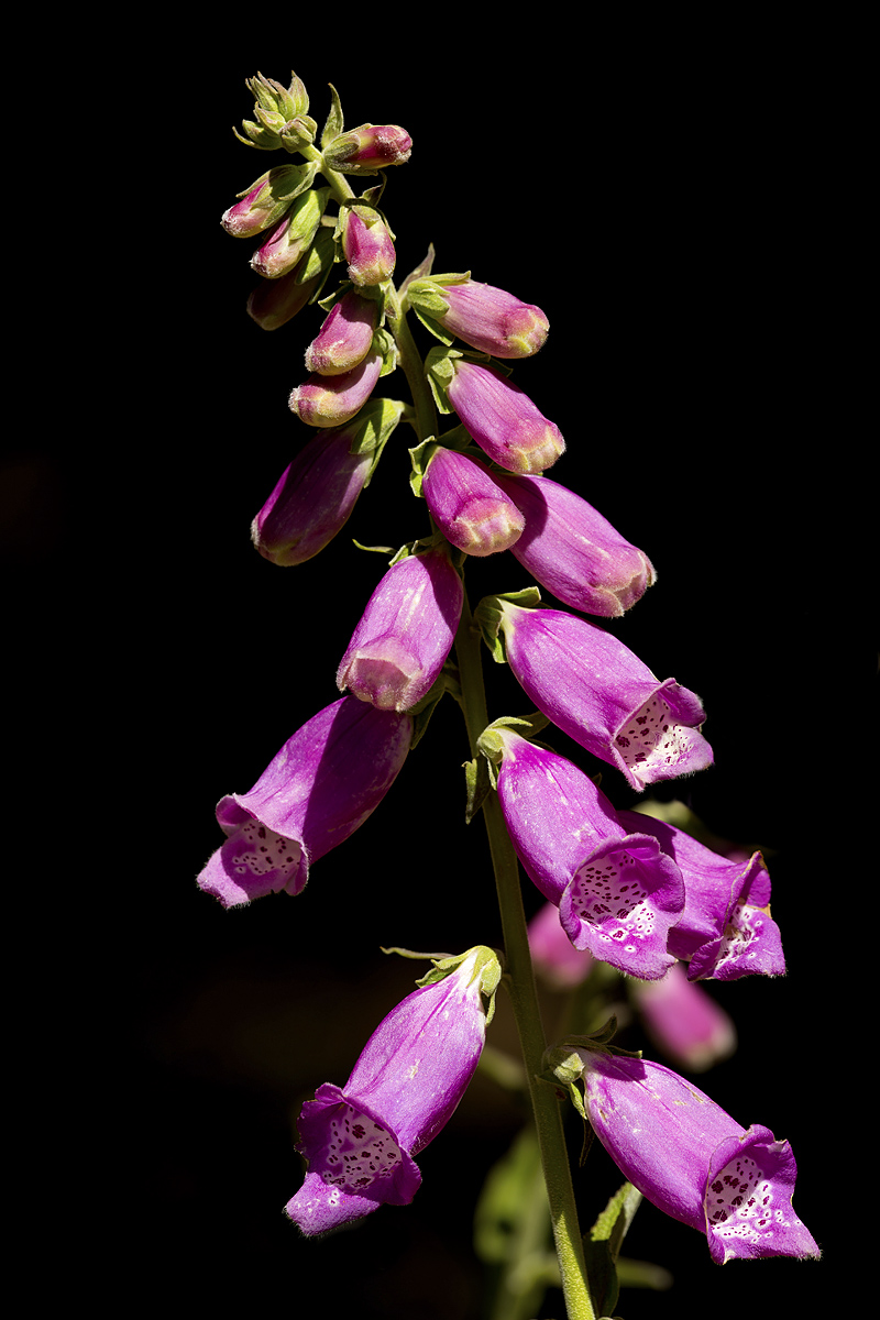 digitalis purpurea